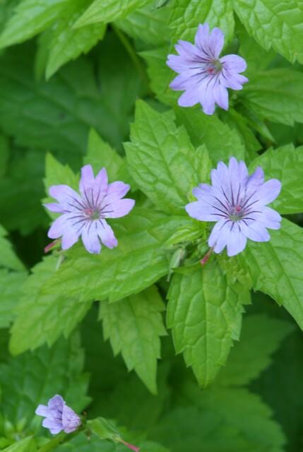 Geranium nodosum – kompakter Storchschnabel, 10–25 cm Höhe