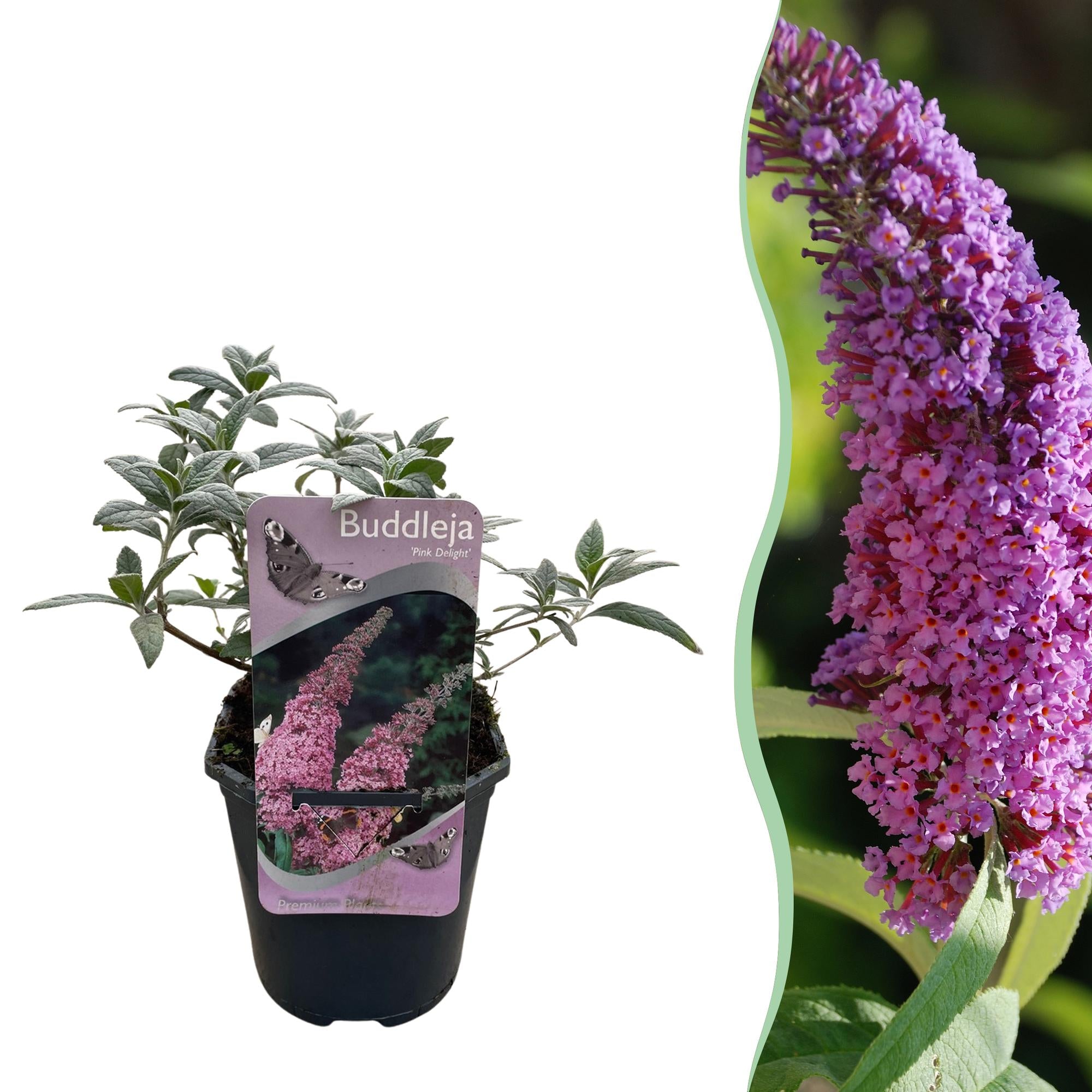 Buddleja davidii ‘Pink Delight’ – Schmetterlingsstrauch, laubabwerfend, 17 cm Topf, 25 cm