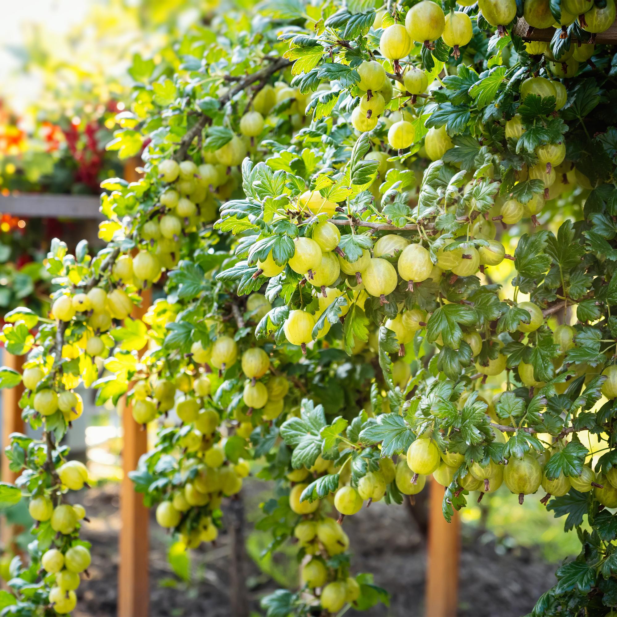 Gooseberry fruit plant “Invicta” – 2 plants, 11 cm pot, approx. 40 cm tall