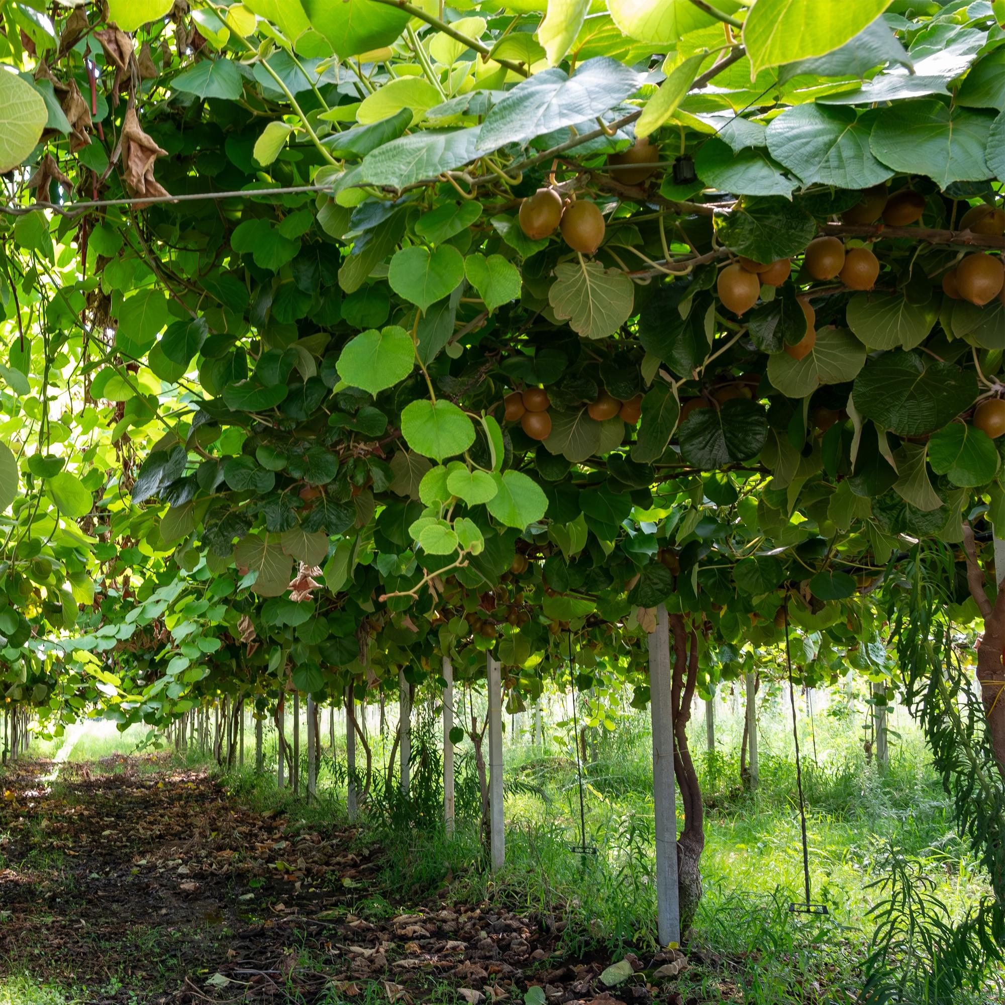 Grüne Kiwi „Jenny“ – Actinidia deliciosa, 2 Pflanzen im 15 cm-Topf (Höhe ca. 50 cm)