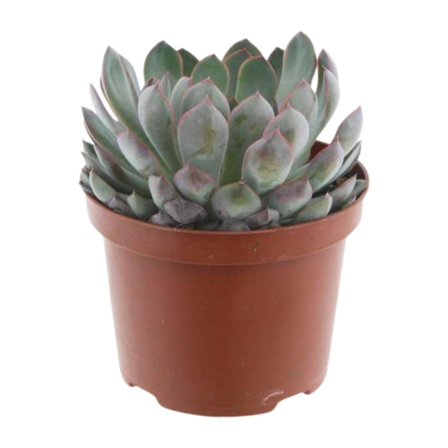 Echeveria Pelisuda – růžičkový sukulent – květináč 17 cm, výška 30 cm
