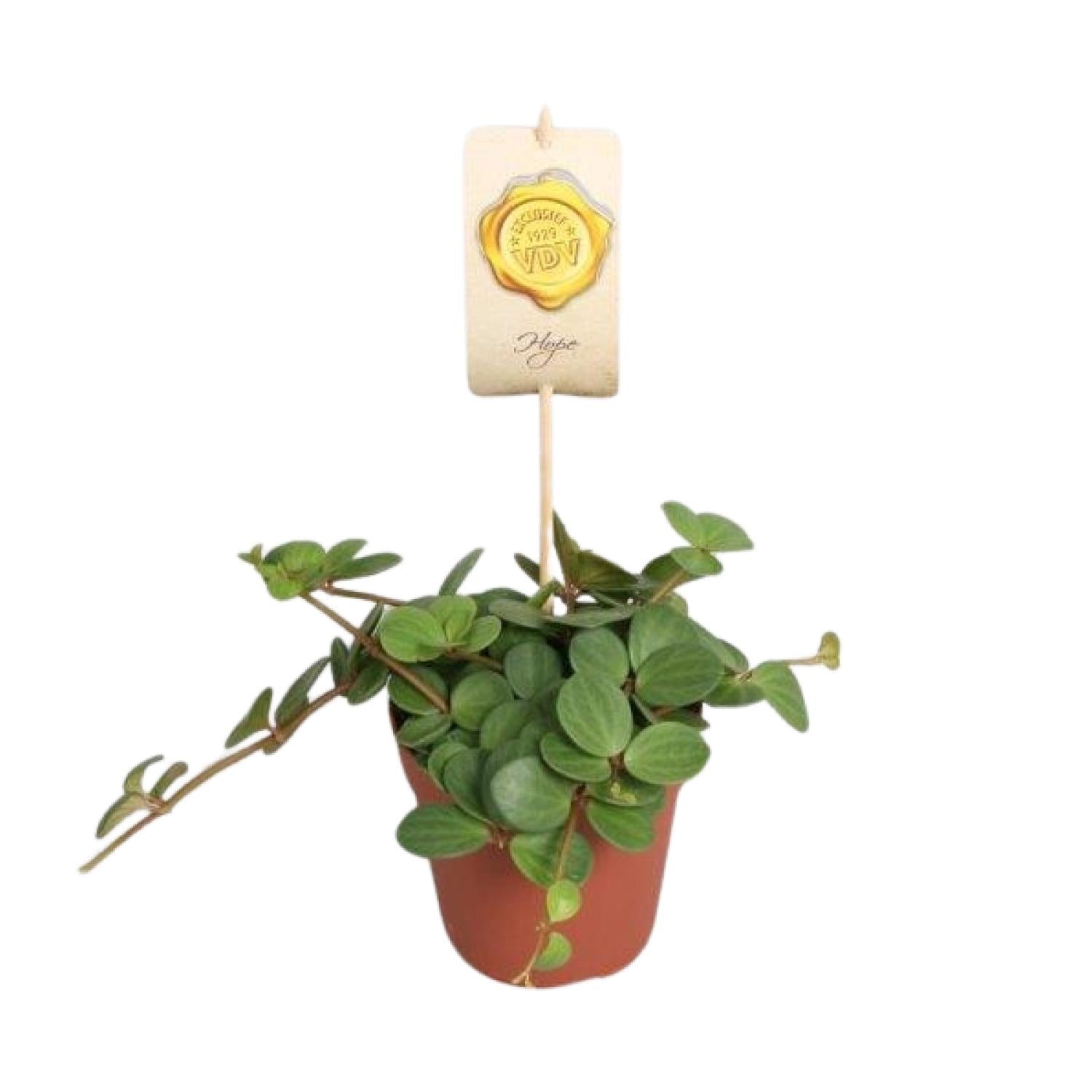 Peperomia ‘Hope’ – Peperomie - 12cm Topf, 15cm hoch