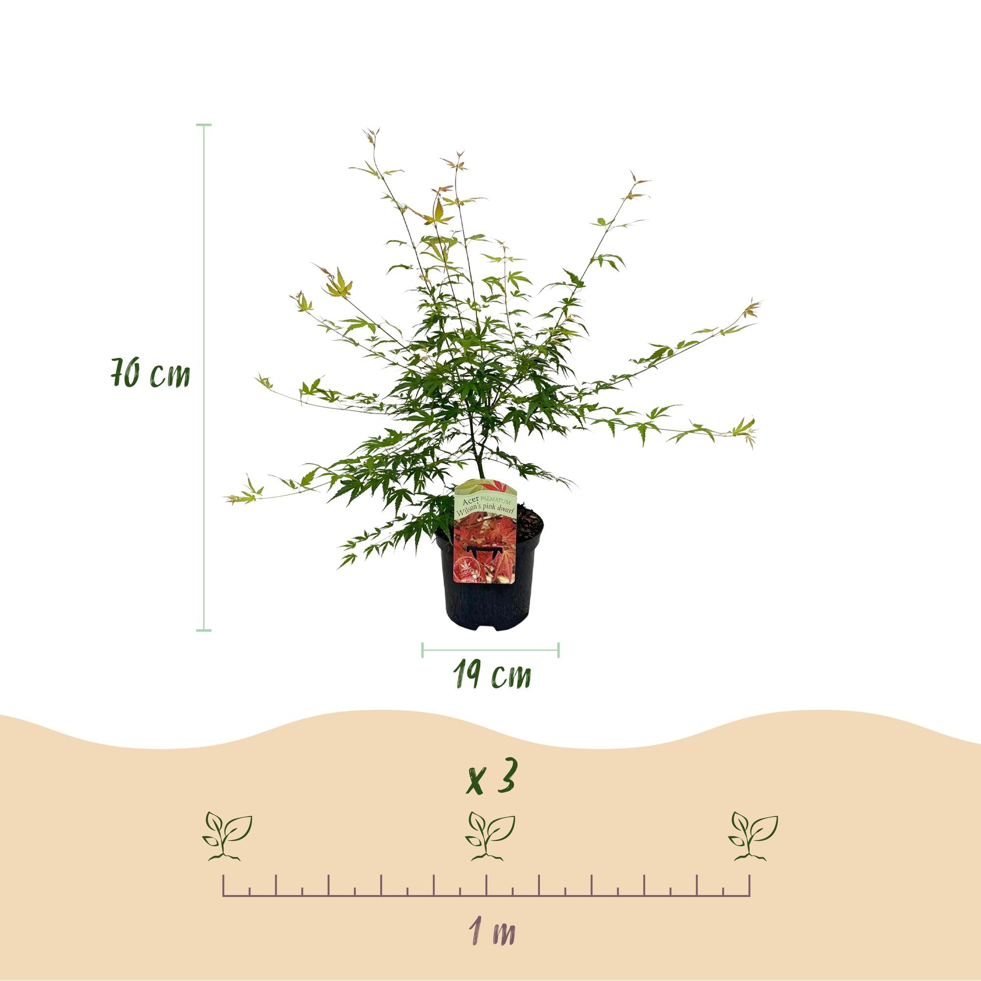 Japonský javor 'Pink Dwarf' – opadavý, růžové zbarvení, květináč 19 cm, výška 70 cm