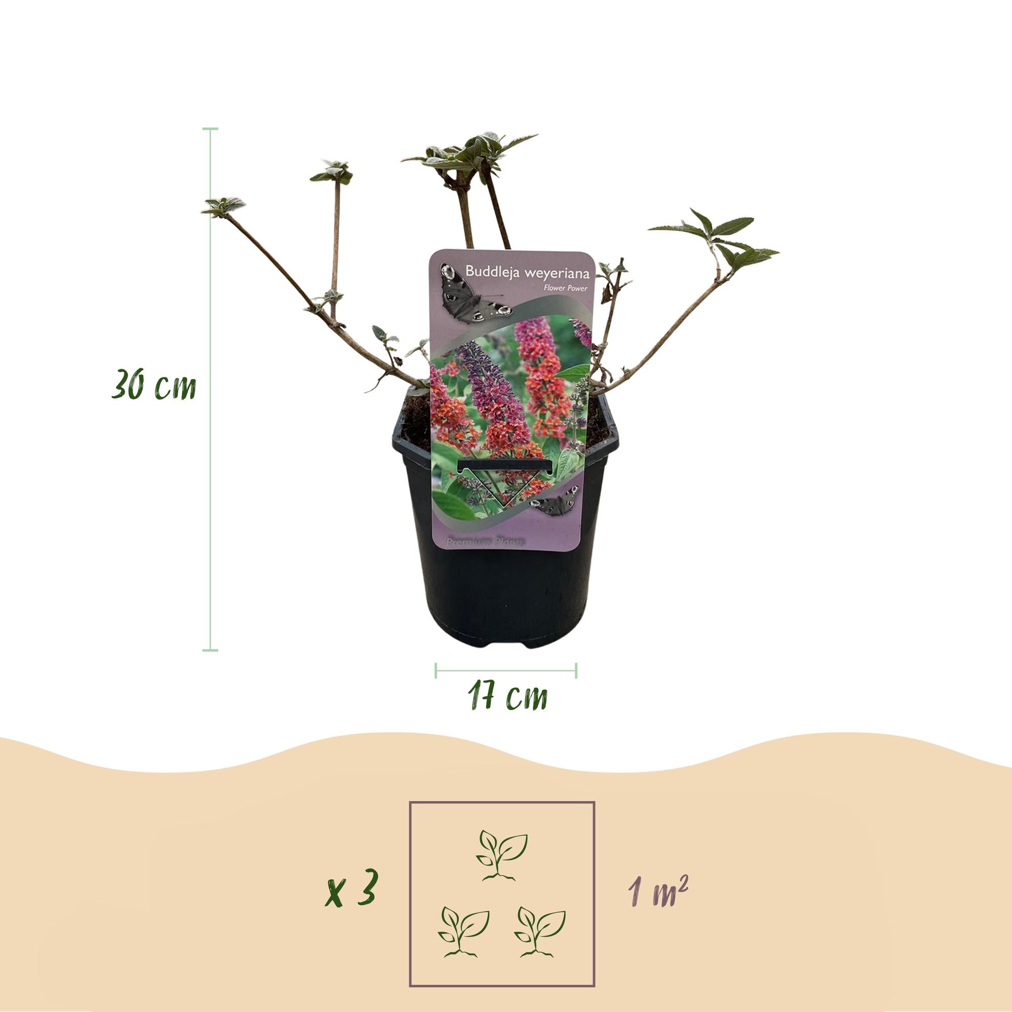 Buddleja davidii 'Flower Power' – lövfällande fjärilsbuske, 17 cm kruka, 30 cm höjd