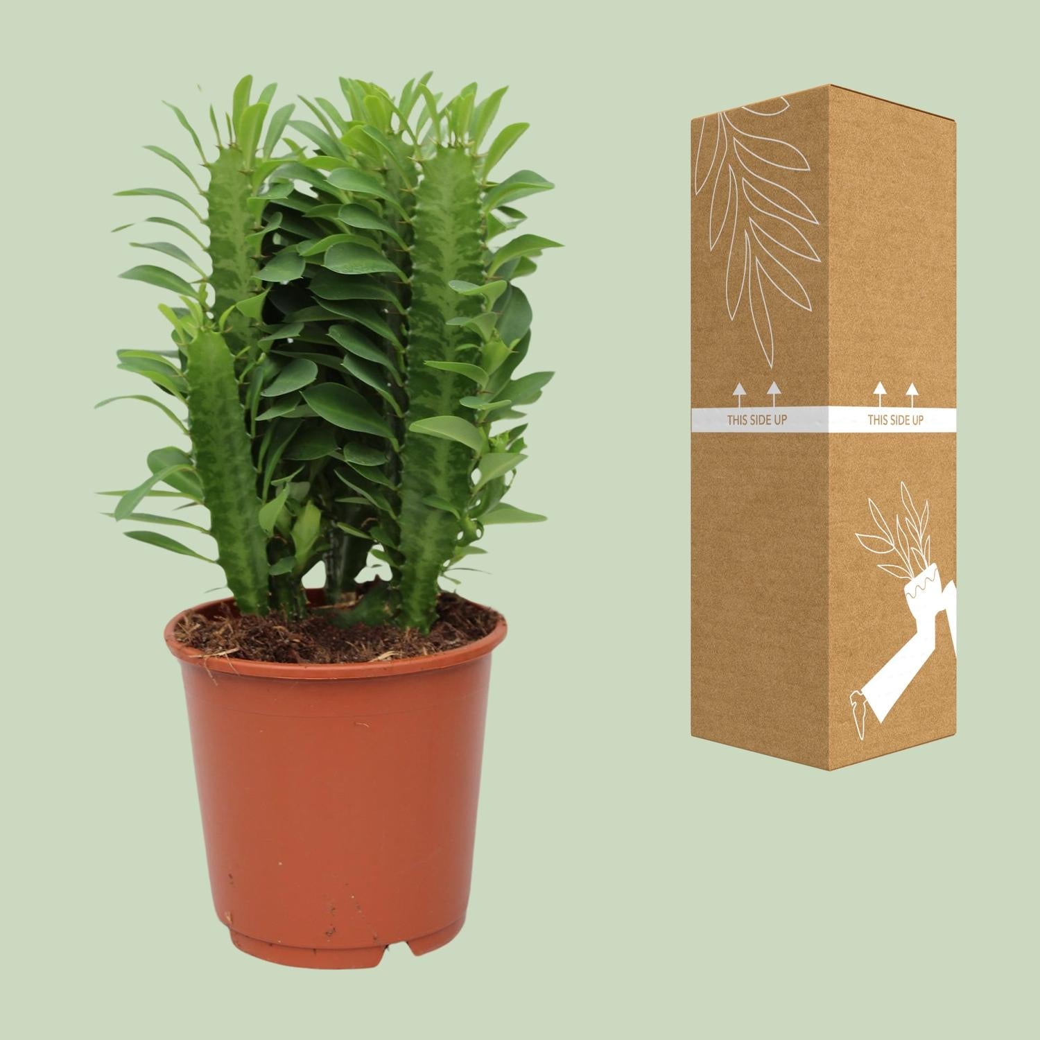 Euphorbia Trigona – Afrikanischer Milchbaum - 40-70 cm