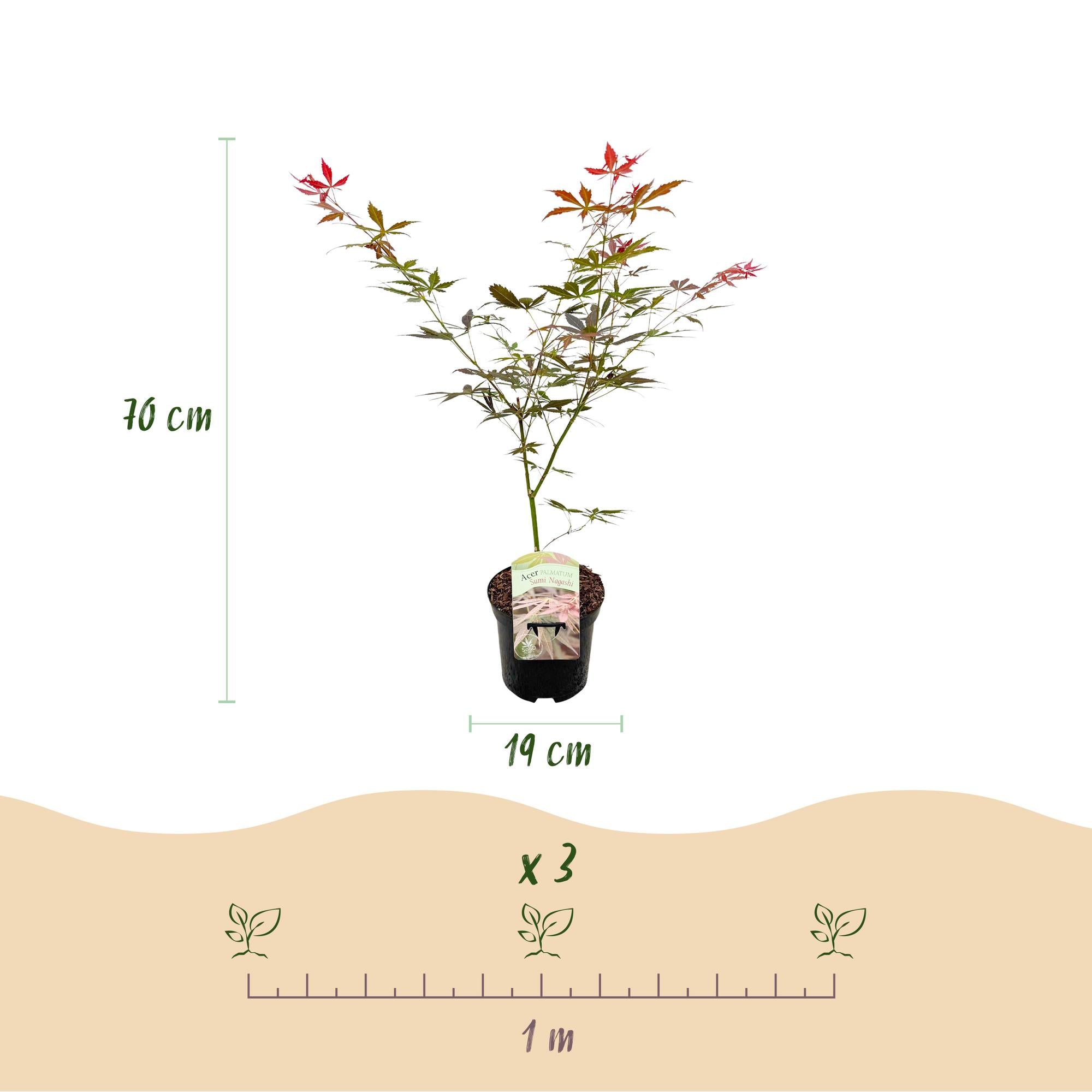 Japonský javor 'Sumi-nagashi' – červený, opadavý, květináč 19 cm, výška 70 cm