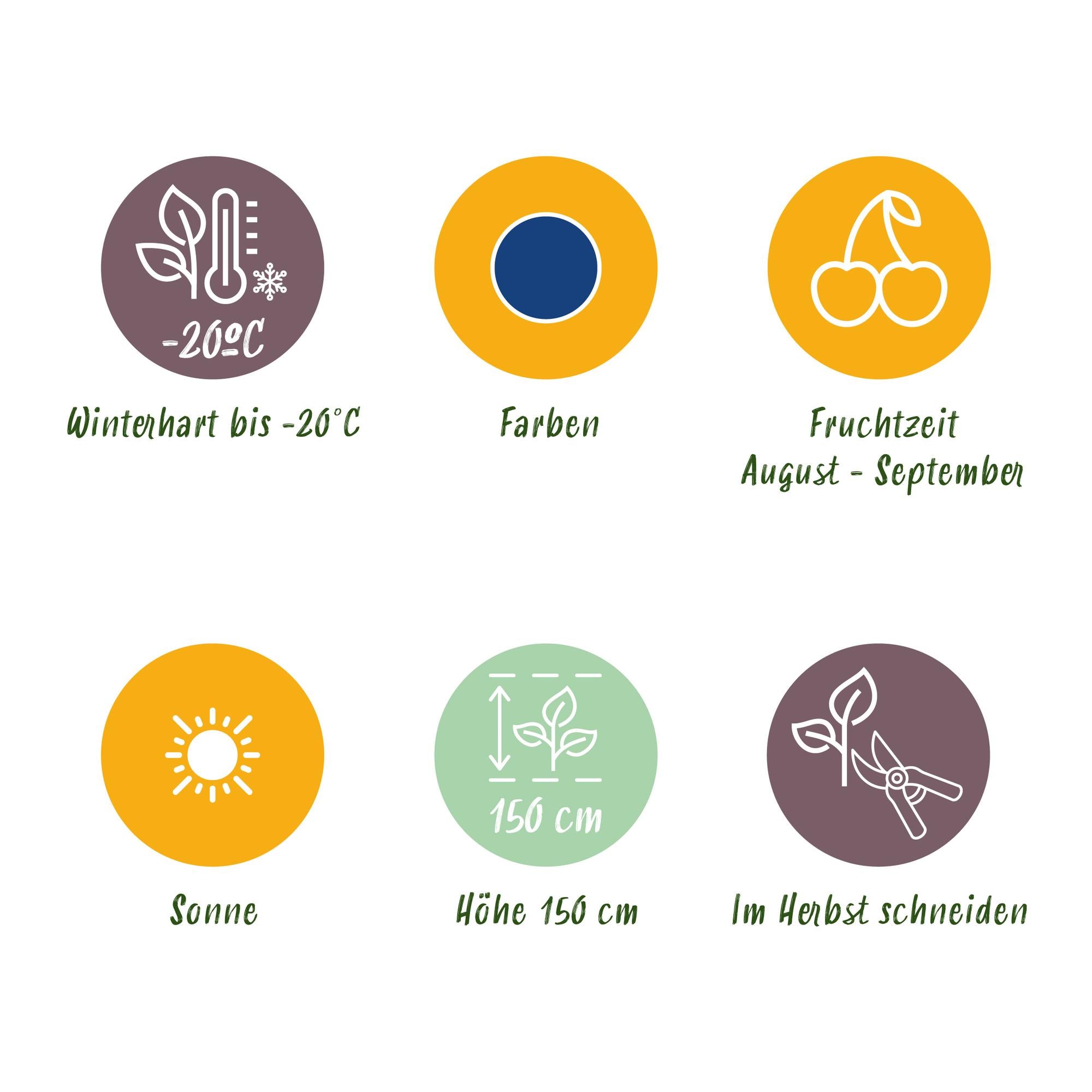 Borůvka ‘Early Black’ (Vaccinium macrophylla) – mrazuvzdorná, 3 rostliny v 9cm květináči