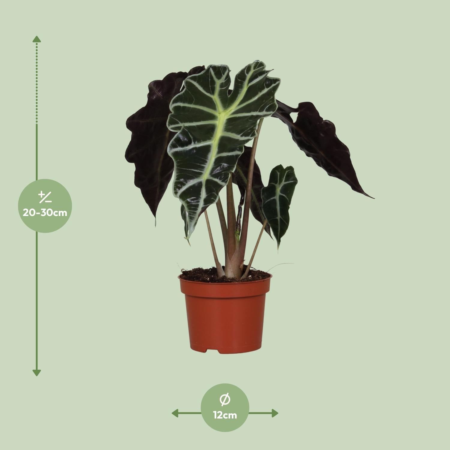 Alocasia amazonica 'Polly' – Sloní ucho - květináč 12 cm, výška 30 cm