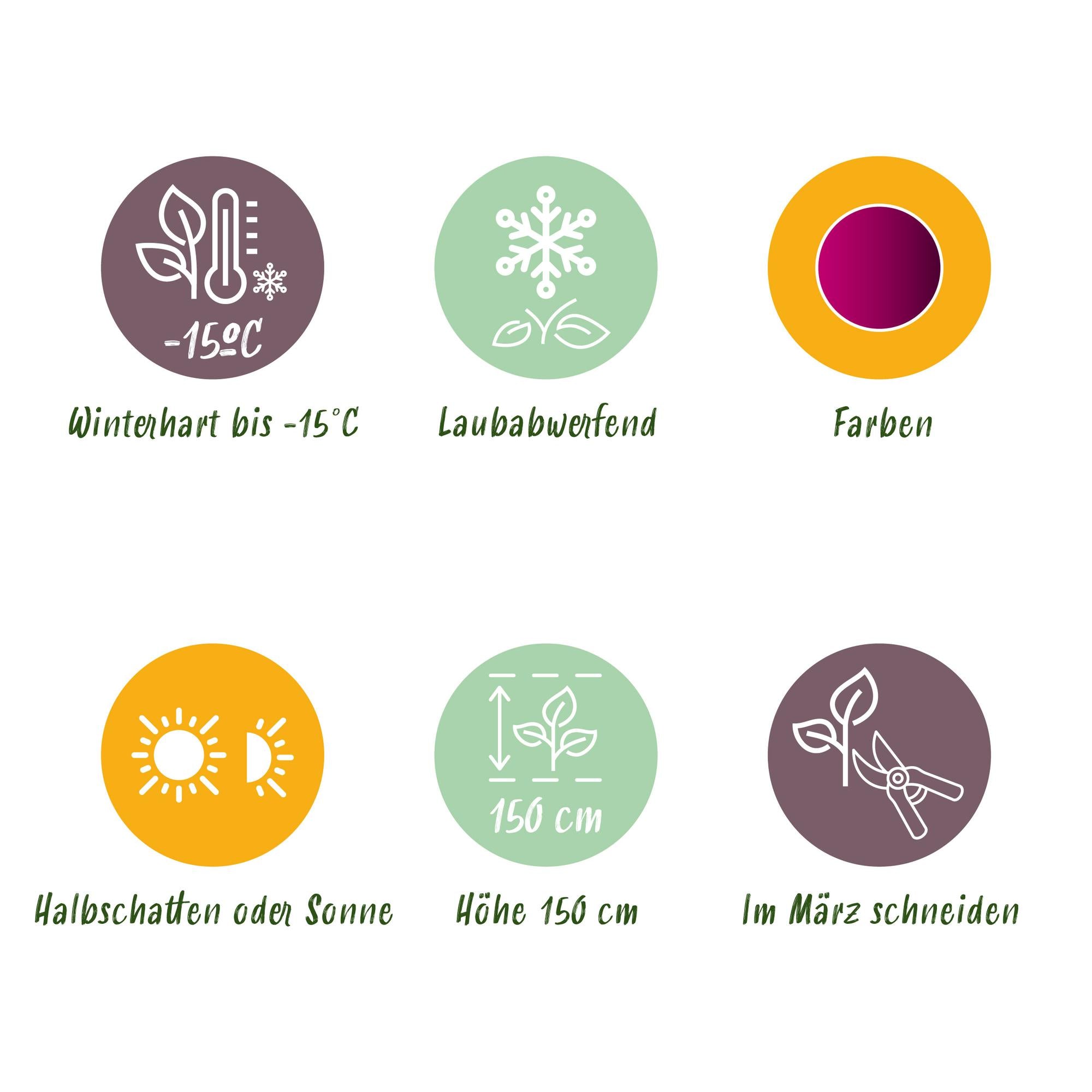 Japanischer Ahorn ‘Skeeter’s Broom’ – laubabwerfend, 19 cm Topf, 70 cm hoch