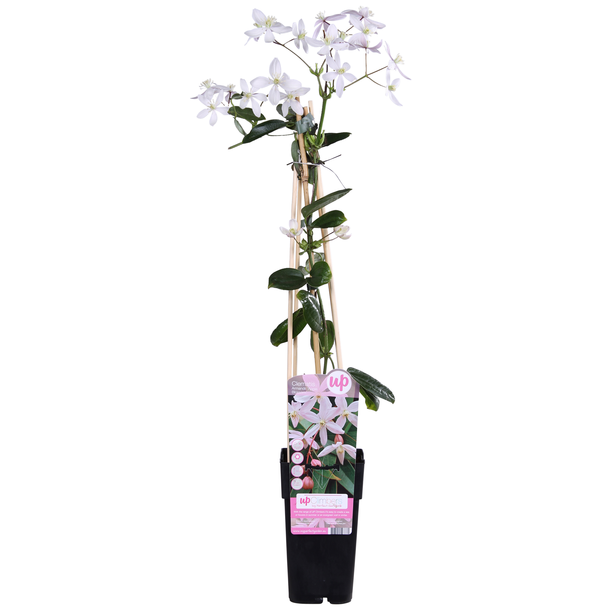 Clematis armandii 'Apple Blossom' – vintergrön, ljusrosa klätterväxt, 15 cm kruka, 65 cm höjd