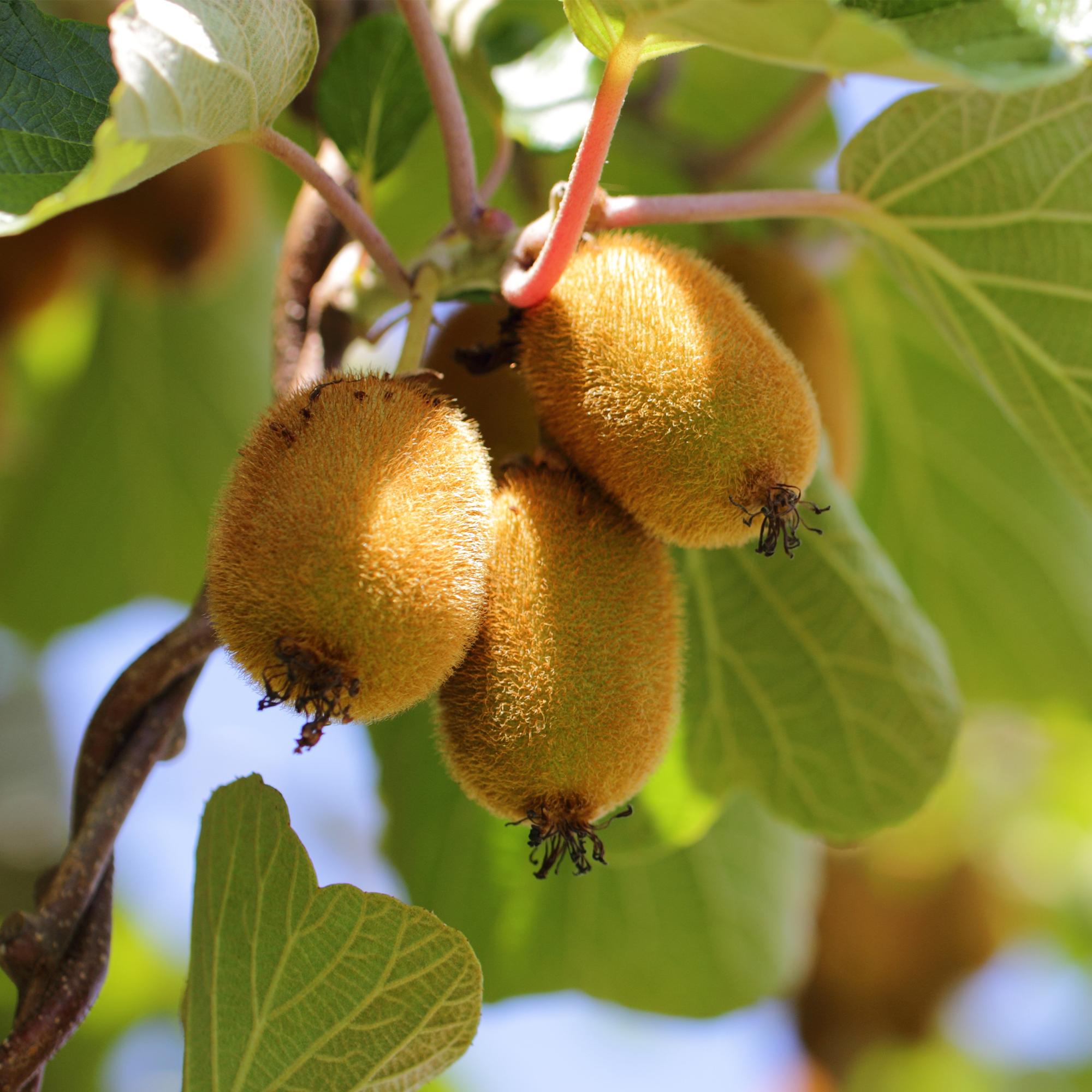 Žluté kiwi „Golden Kiwi“ (Actinidia deliciosa), 2 rostliny, výška 50 cm