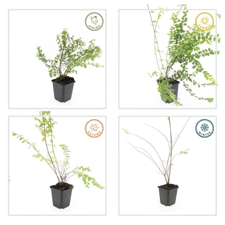 Symphoricarpos ‘Hancock’ – bodendeckender Zierstrauch, 9 cm Topf, 10–25 cm