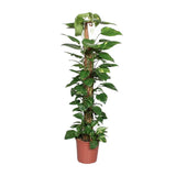 Epipremnum Pinnatum – Hiedra sobre un tallo de musgo - 60-120 cm