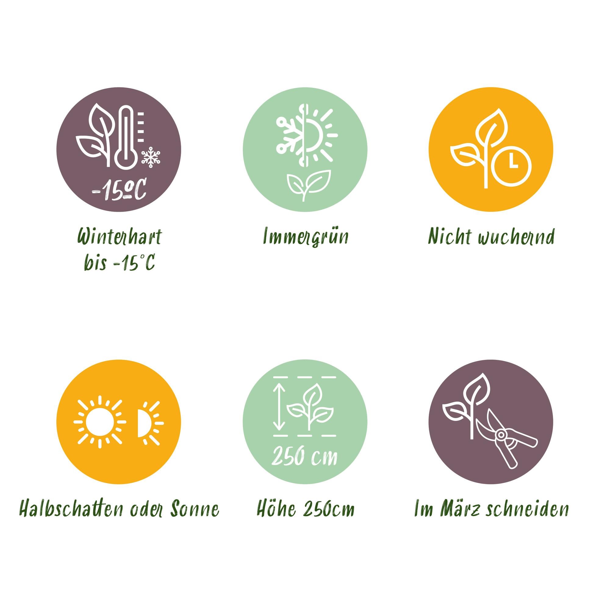 Fargesia 'Black Dragon' – klumpig bambu, 14 cm kruka, 35 cm hög