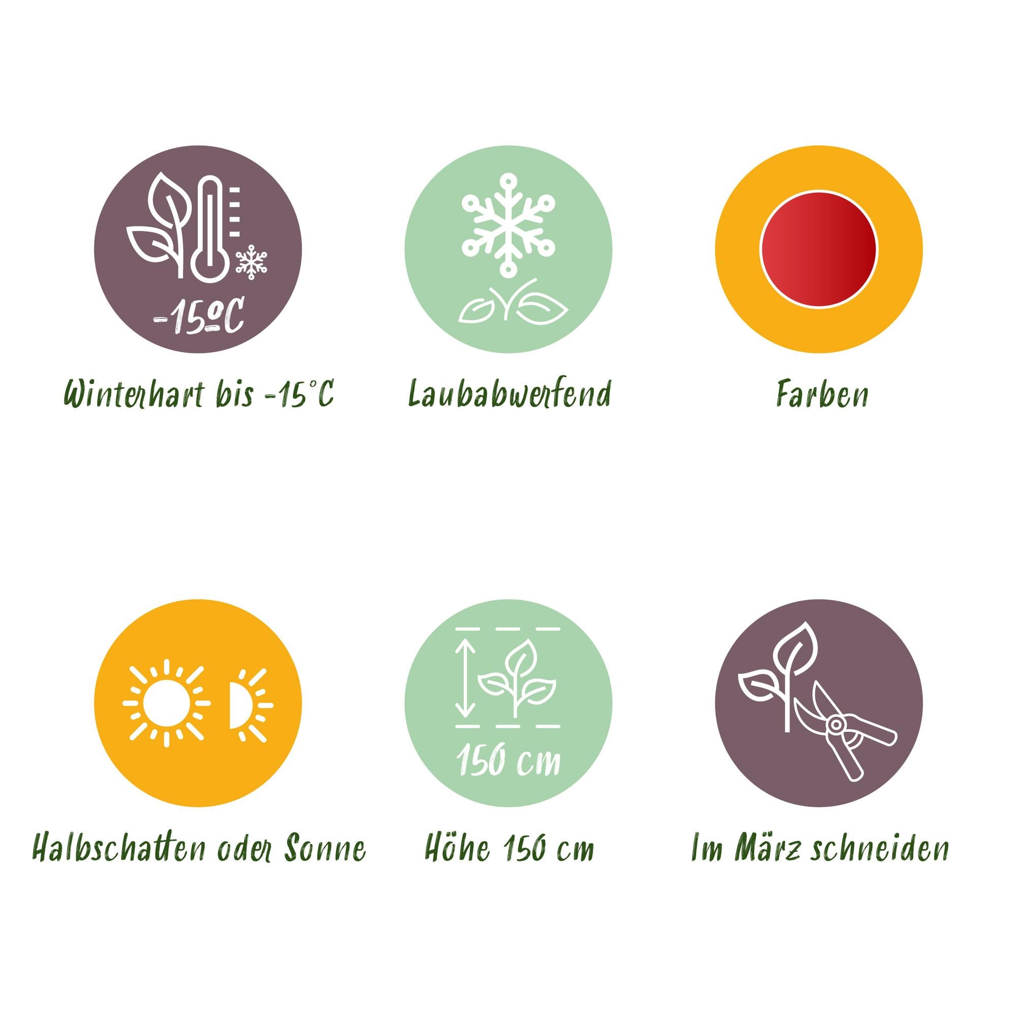 Acer Palmatum 'Shaina' – japansk lönn, lövfällande – 19 cm kruka, 70 cm hög