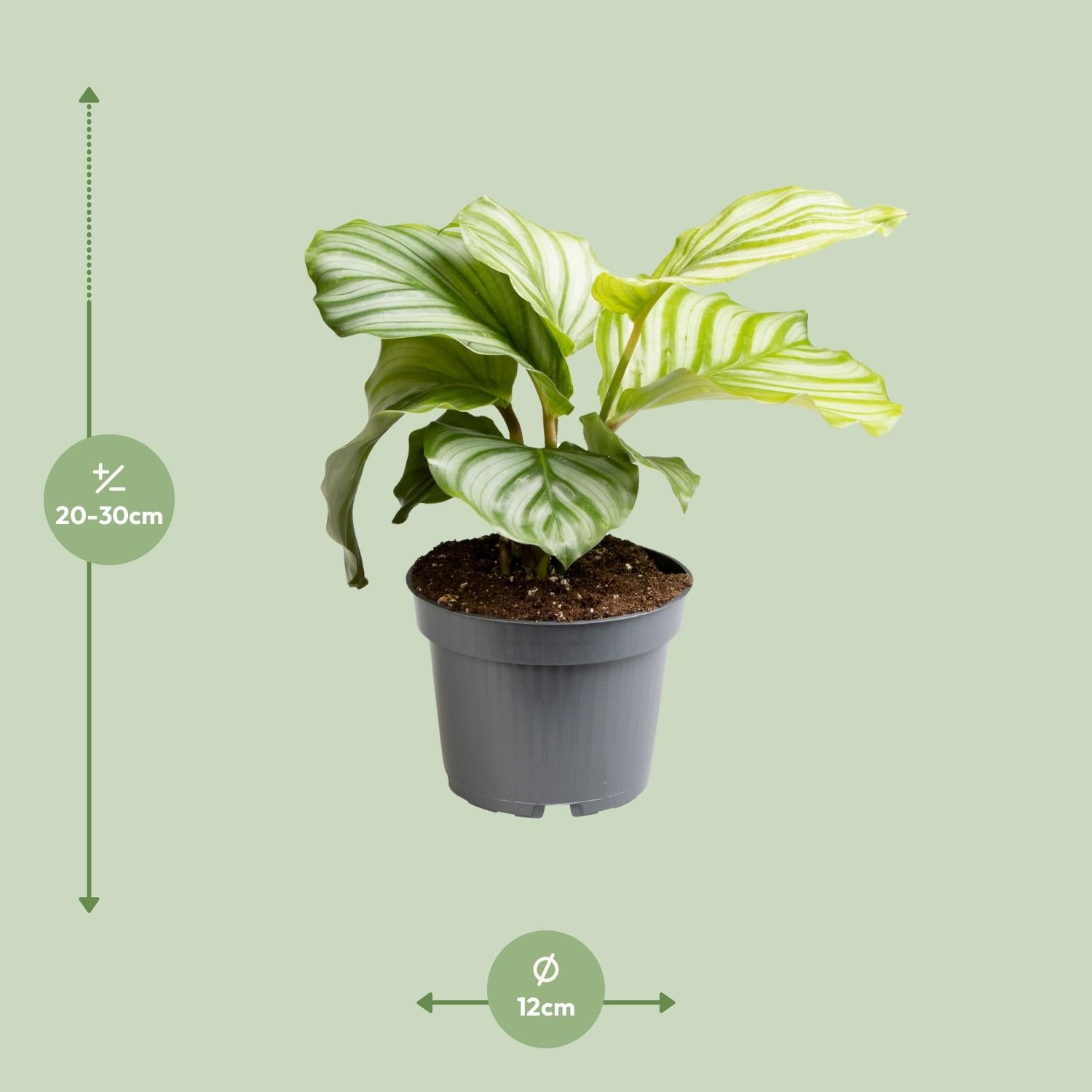 Calathea Orbifolia – Round-leaved Prayer Plant - 25-65cm