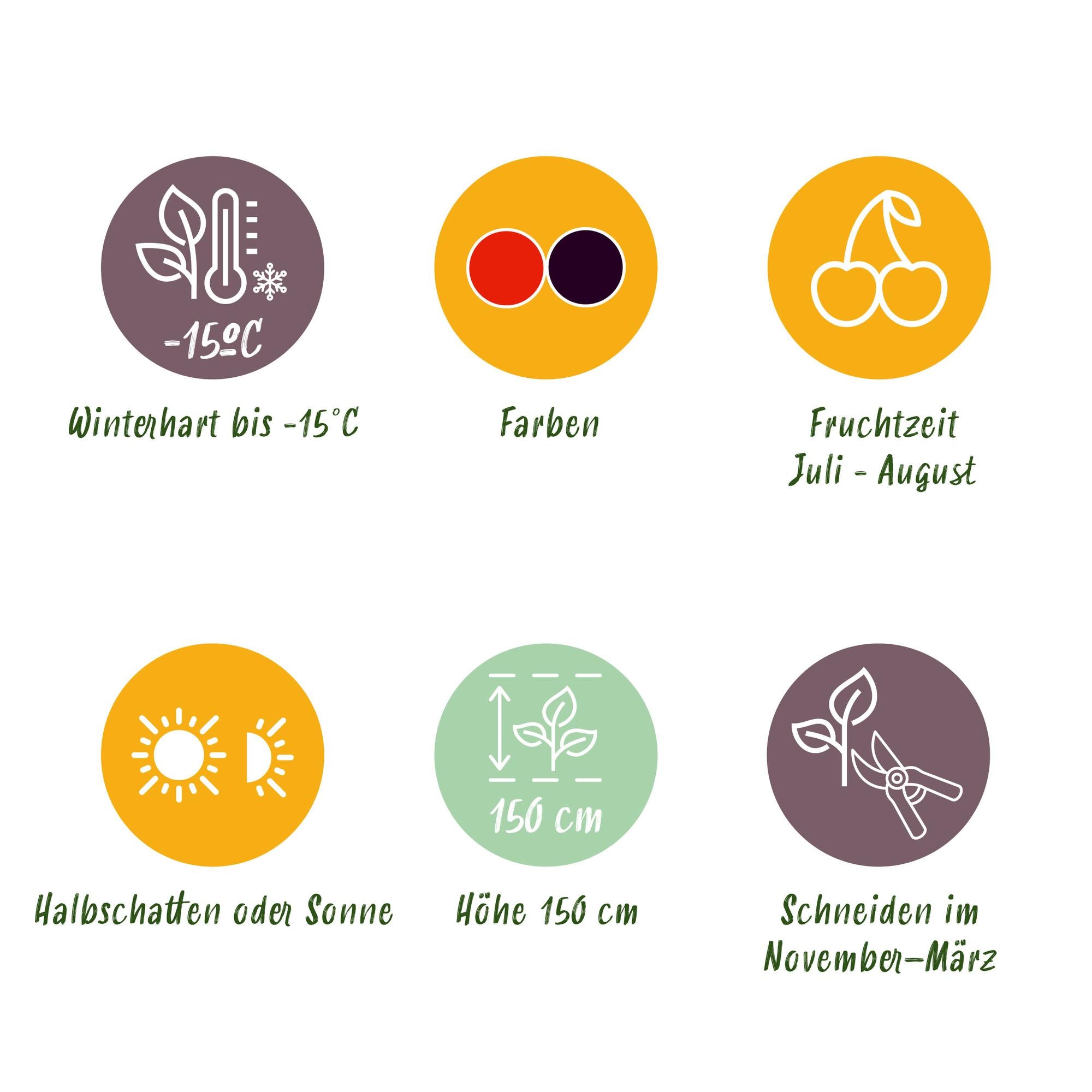 Obstpflanzen-Mix – Johannisbeere, Himbeere & Brombeere (3 Pflanzen, 11 cm Topf, ca. 40 cm)