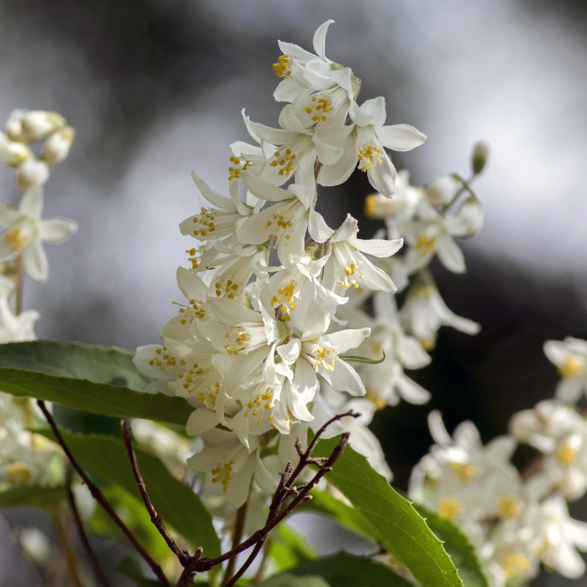 Majblomma (Deutzia gracilis) – vitblommande, lövfällande, 17 cm kruka, 45 cm höjd