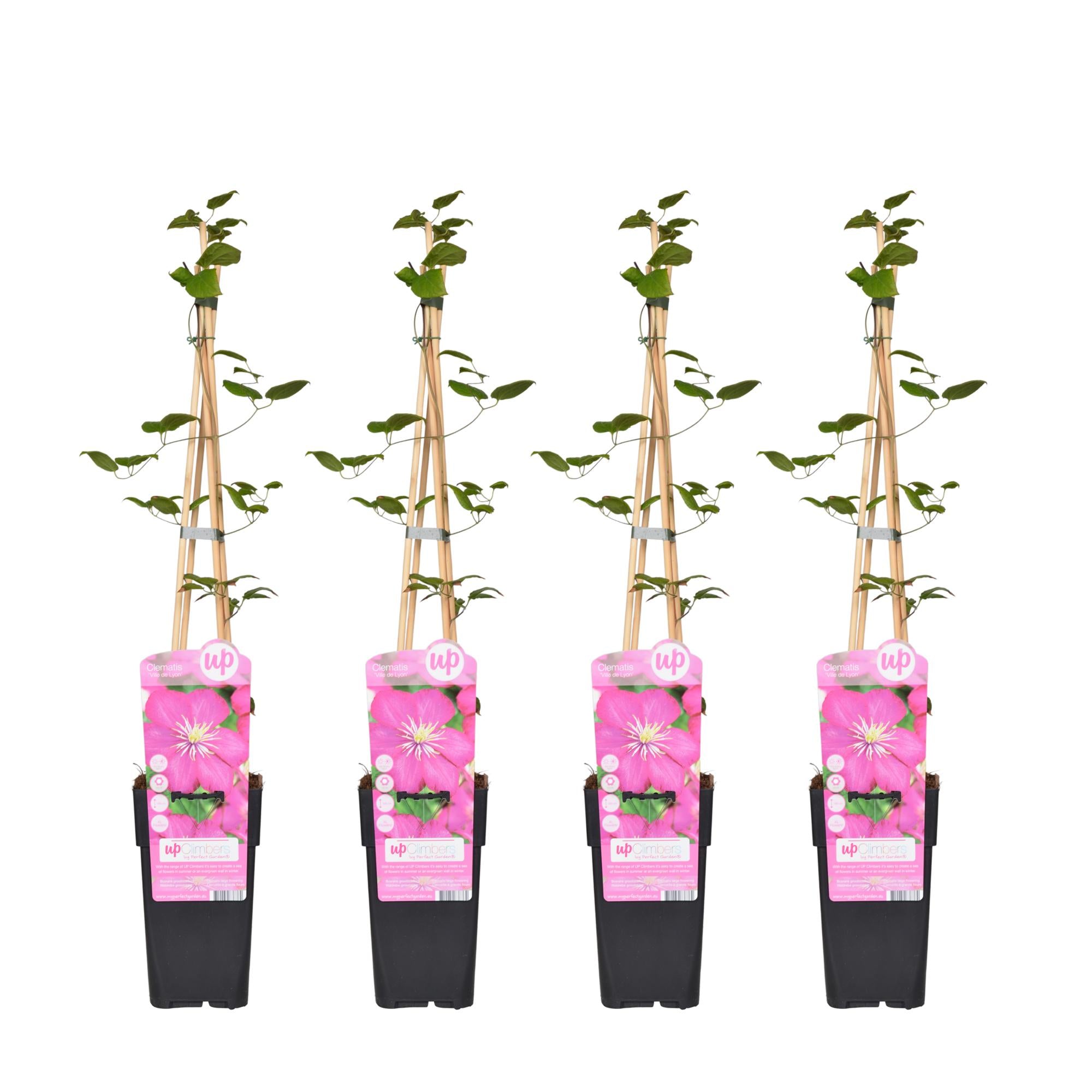 Clematis ‘Ville de Lyon’ – sommerblühende Kletterpflanze, 15 cm Topf, 65 cm hoch