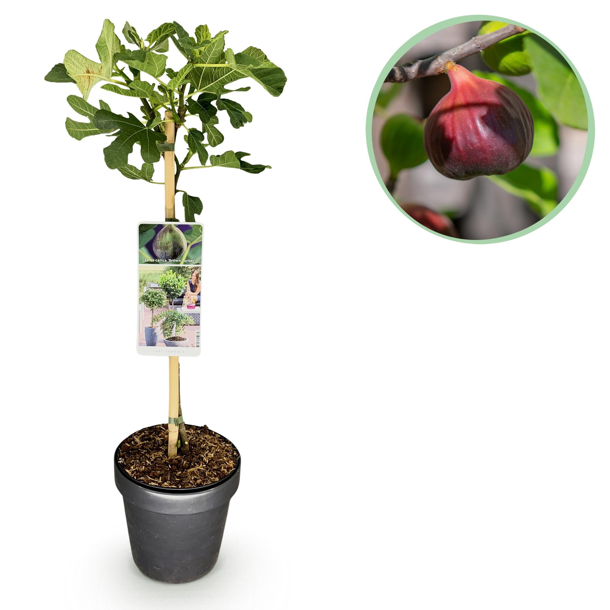 Fikonträd ‘Brun kalkon’ (Ficus carica) – 19–90 cm