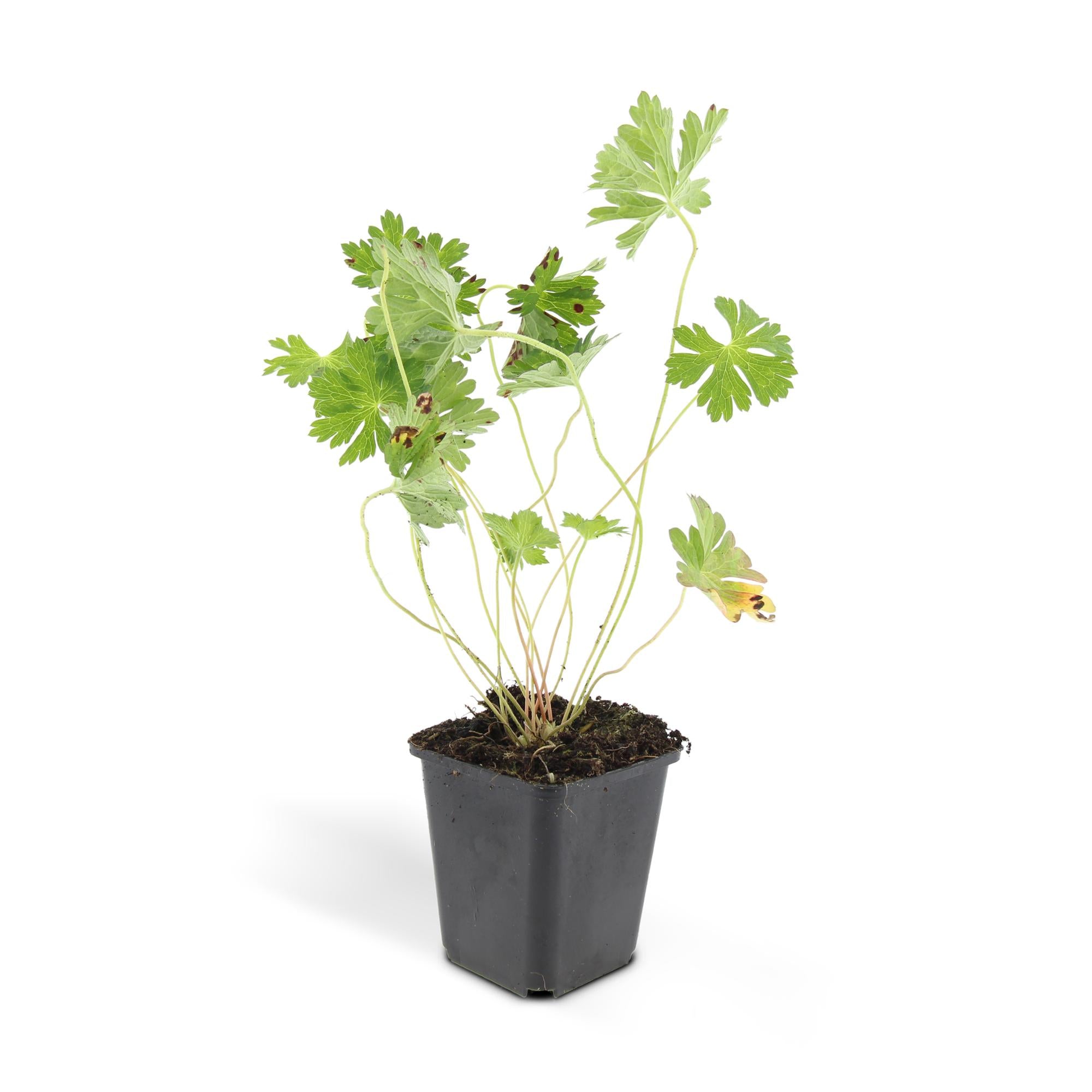 6x Geranium Rosanne - ↕10-25cm - Ø9cm