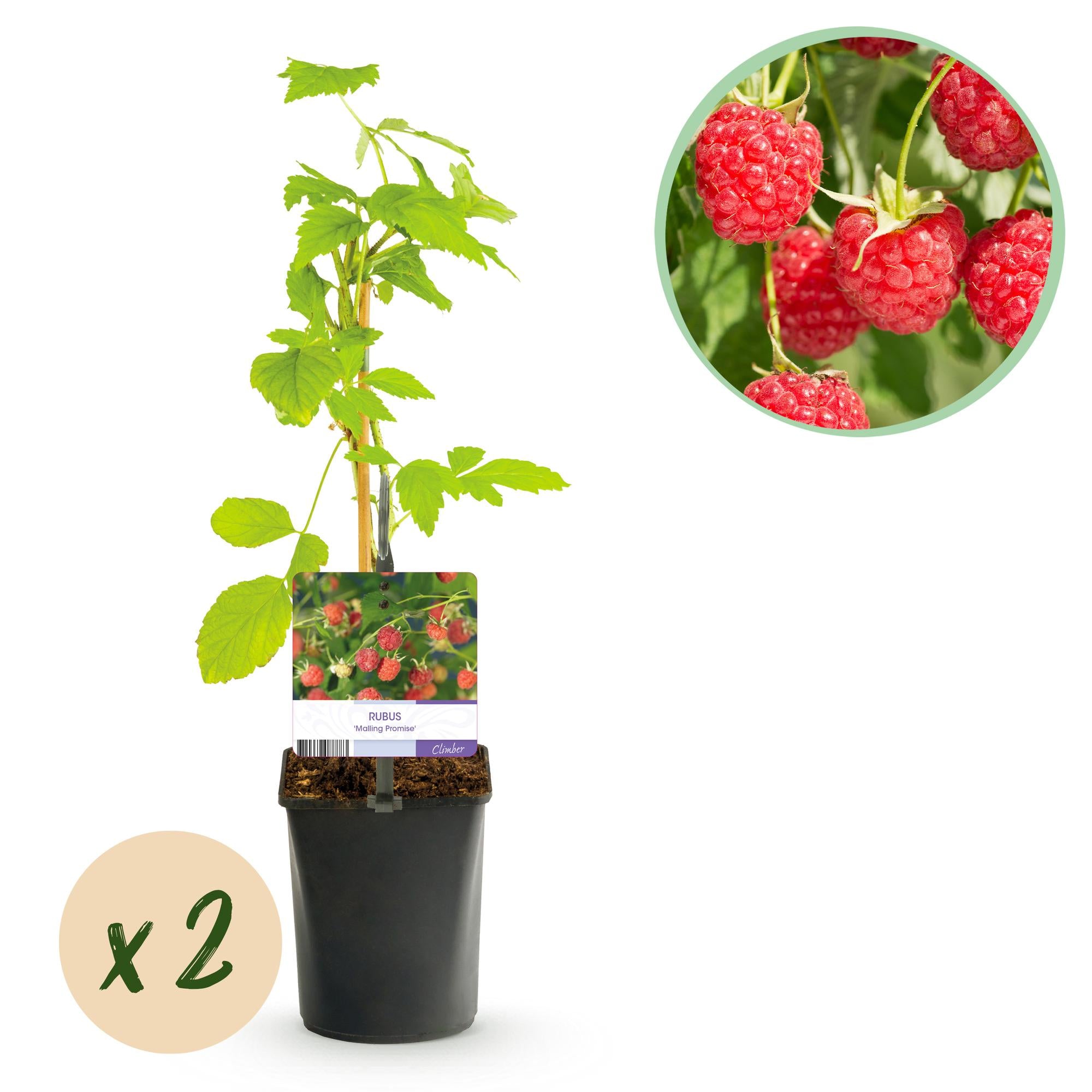 Rode framboos “Mailing Promise” – 2 sterke planten in een pot van 11 cm (ca. 40 cm)