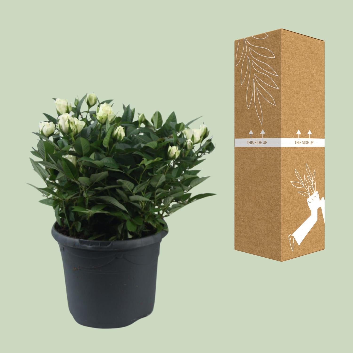 'Jewel Patio White' ros – vit miniatyrros, 17 cm kruka, 30 cm hög