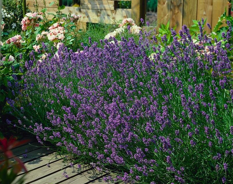 True Lavender 'Munstead' (Lavandula angustifolia) – 10–25 cm, Ø9 cm