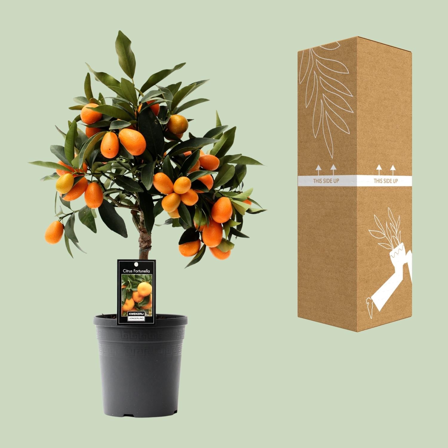 Citrus Kumquat - 16cm Topf, 45cm hoch