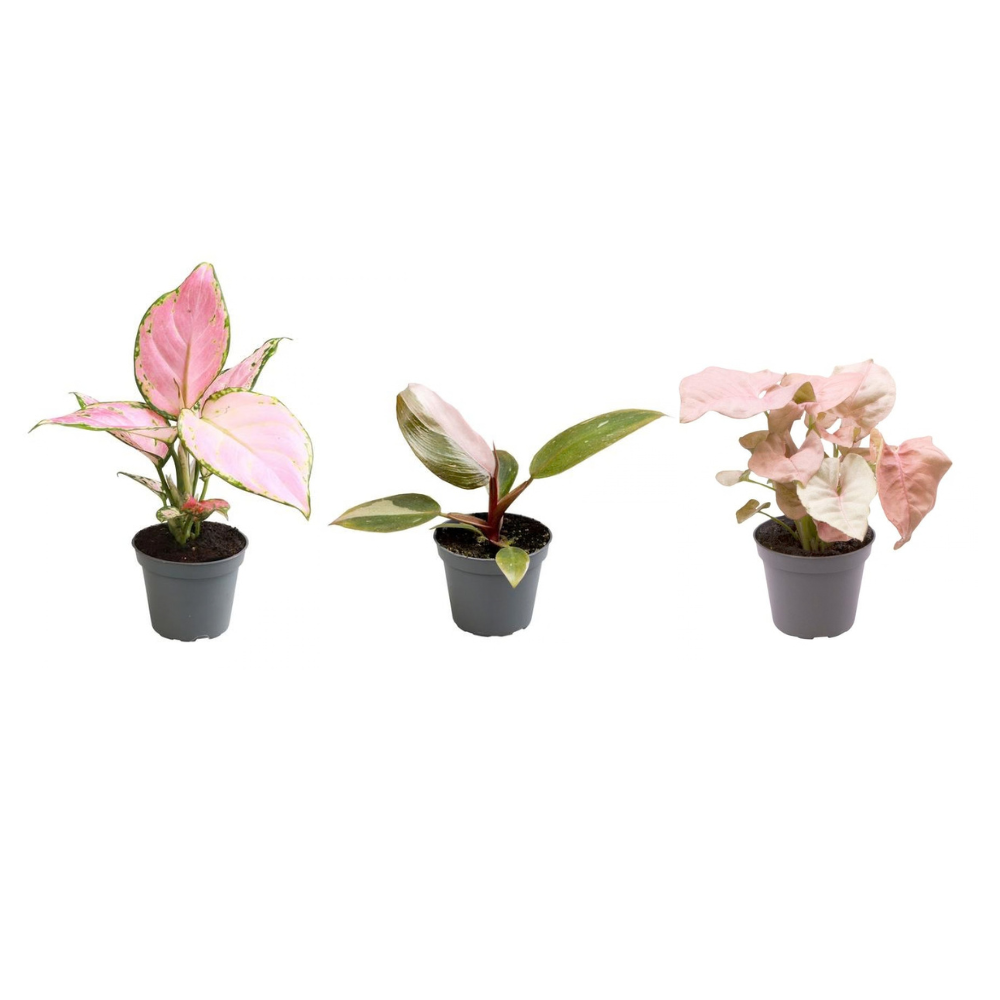 Syngonium Neon, Aglaonema Red Zirkon & Philodendron Pink Princess – 3 Pflanzen
