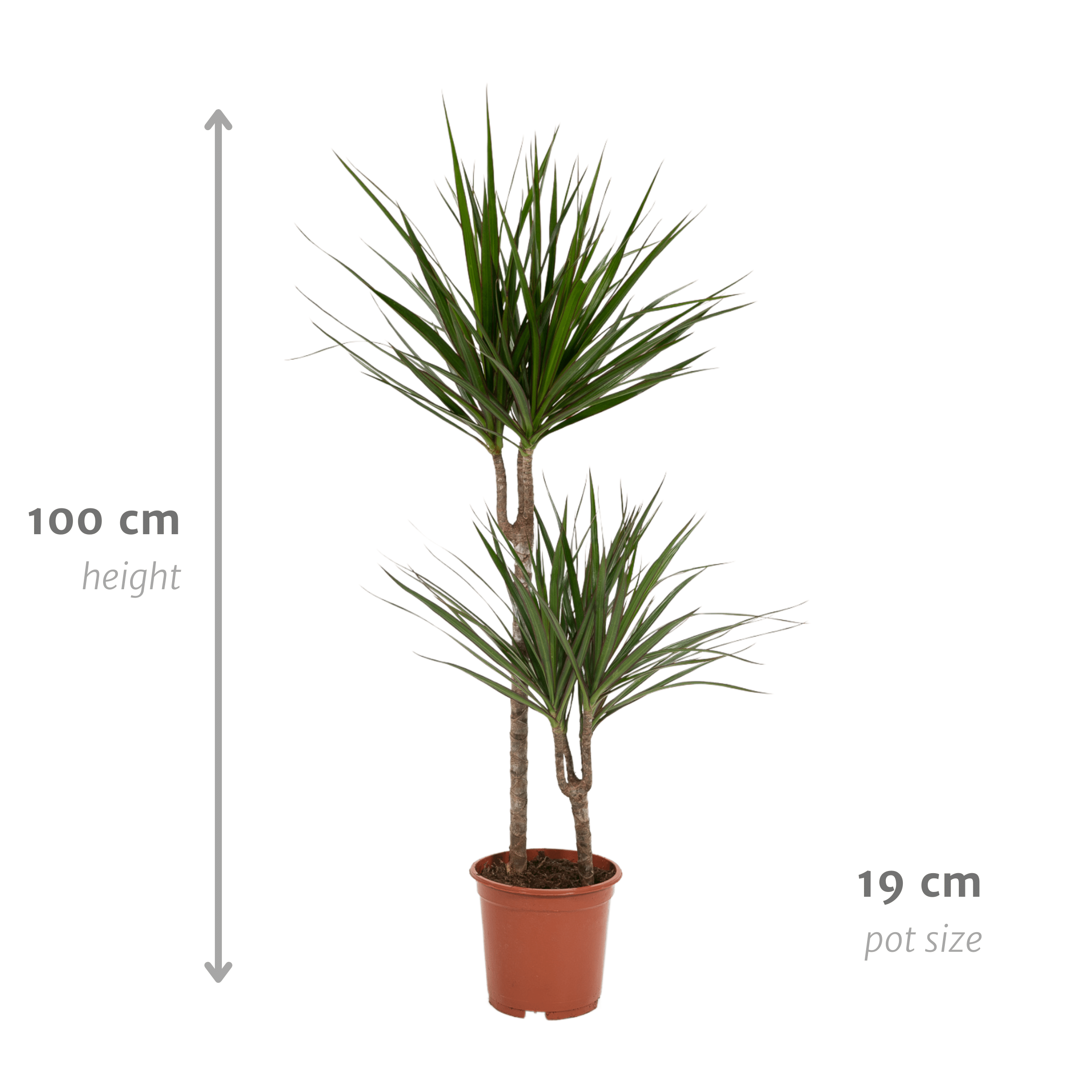 Drachenbaum (Dracaena marginata) – 55–130 cm