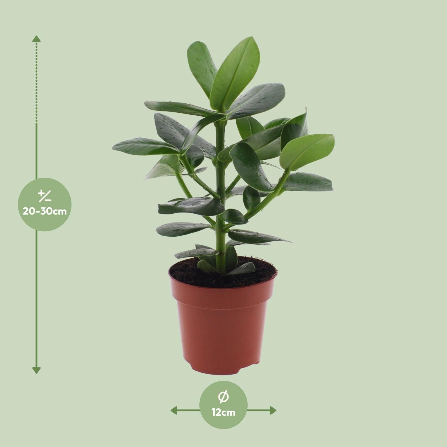 Clusia Rosea 'Princess' – Autogrammbaum - 15-60 cm