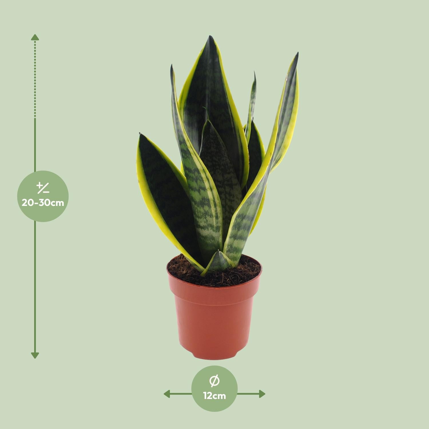 Sansevieria Futura 'Superba' – Bogenhanf - 30-45 cm