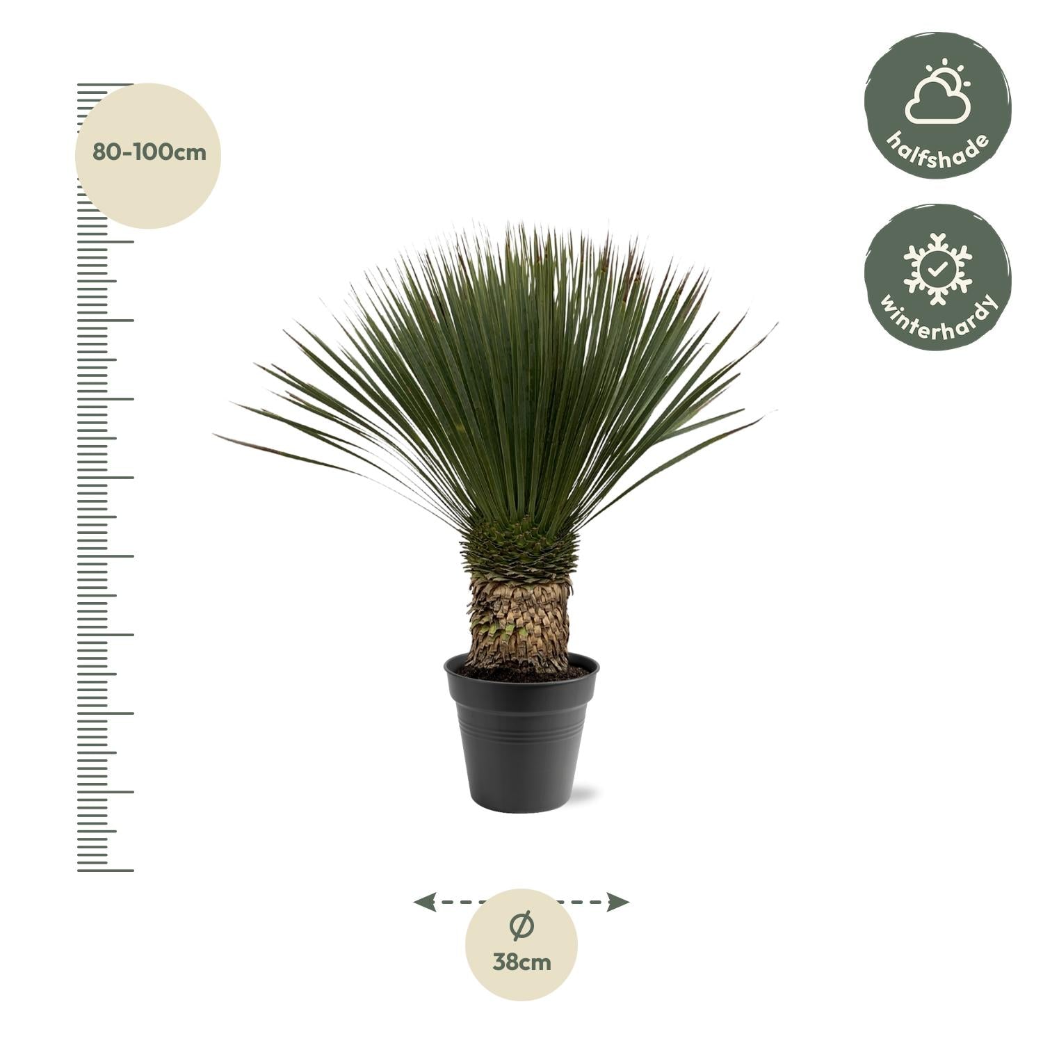 Yucca Rostrata – Blaue Palmlilie - 80-160 cm