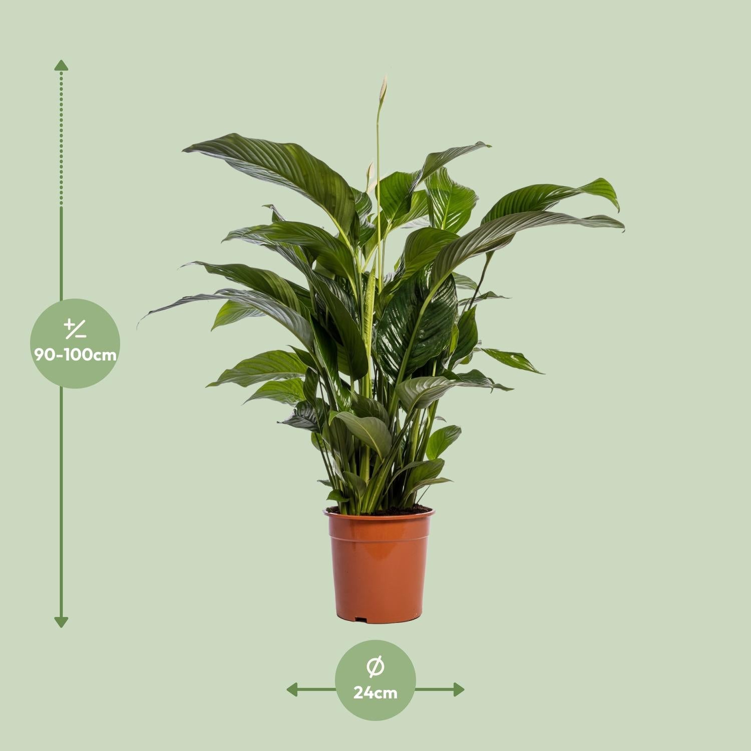 Spathiphyllum – Friedenslilie - verschiedene Farben & Größen