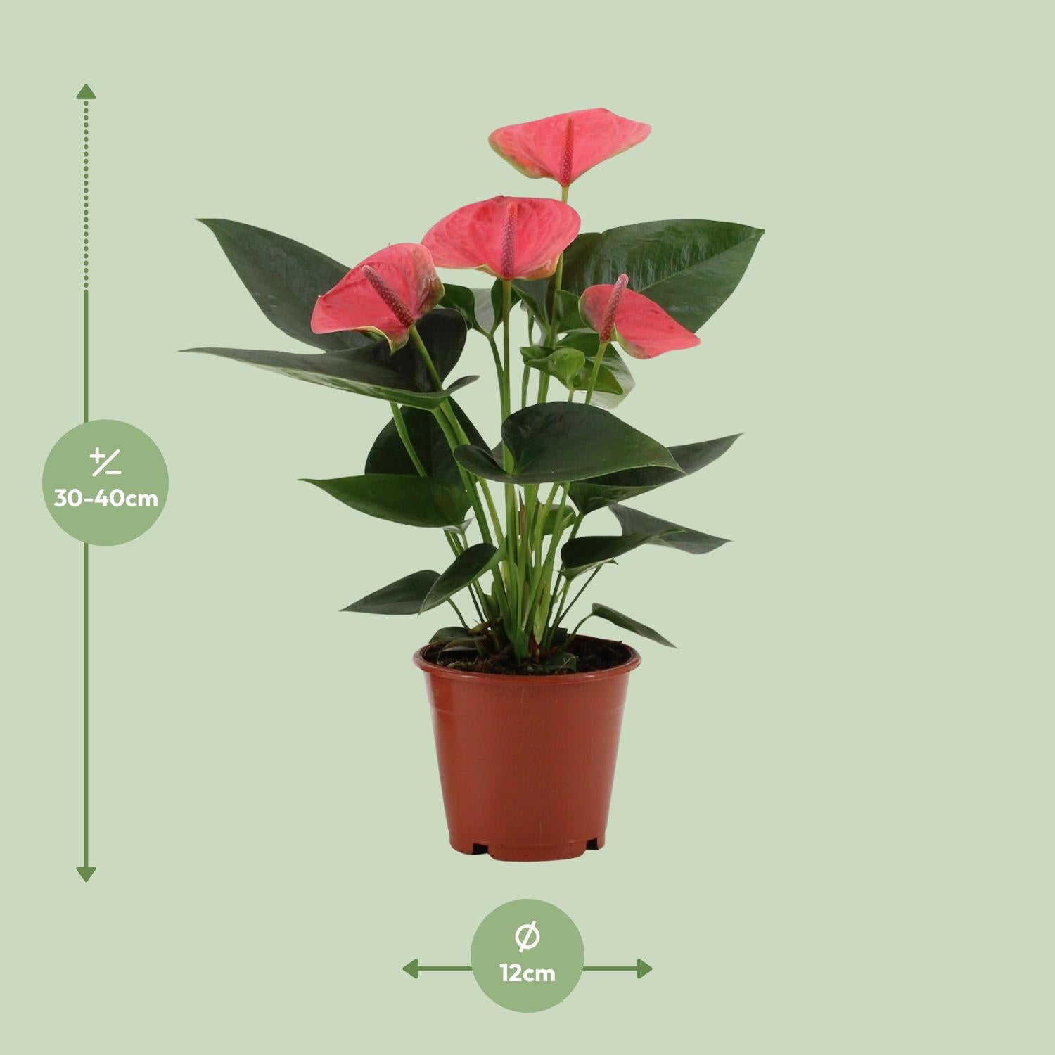 Anthurium – Flamingoblume - verschiedene Farben & Größen - 35-90 cm
