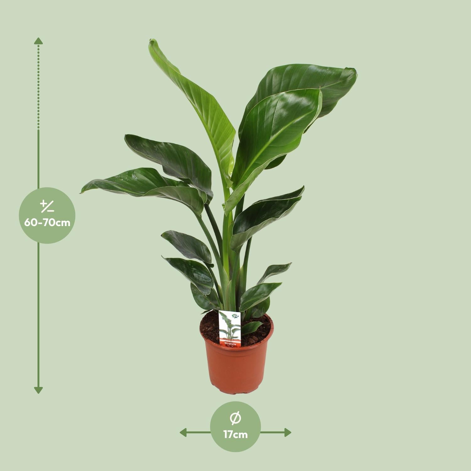 Strelitzia Nicolai – Weiße Paradiesvogelblume - 60-170 cm