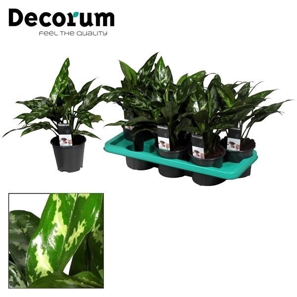 Aglaonema – Pistil – various colors – 40-80 cm