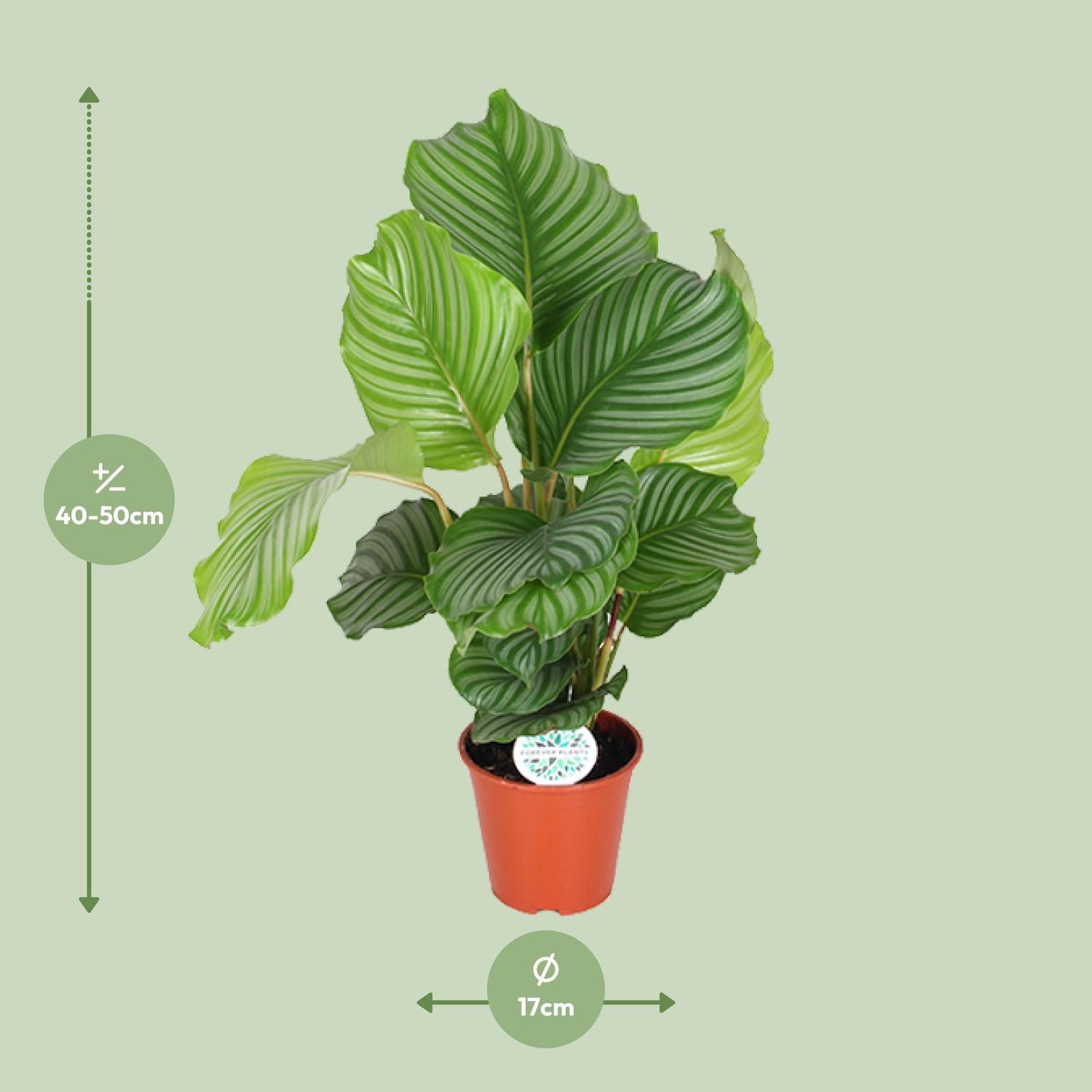 Calathea Orbifolia – Kulatolistá modlitební rostlina - 25-65 cm