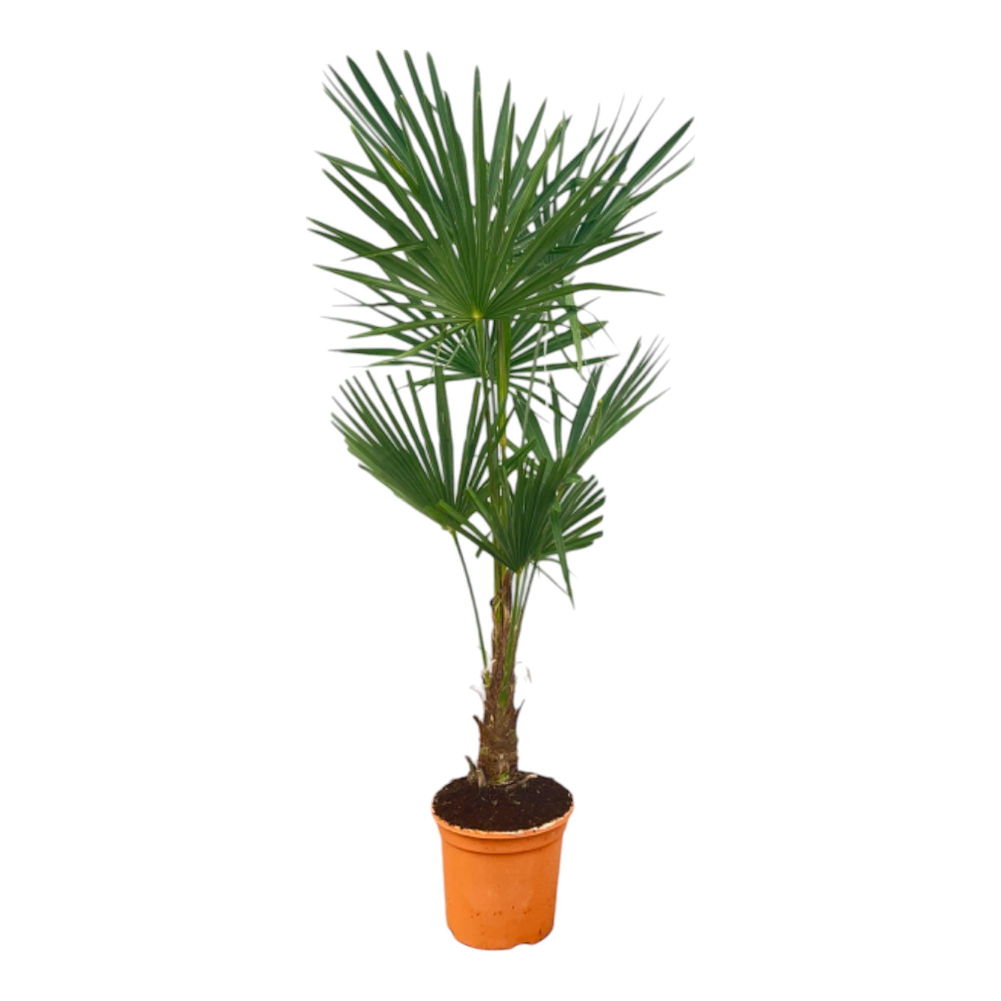 Palma cinese del mulino a vento (Trachycarpus fortunei) – 120–240 cm