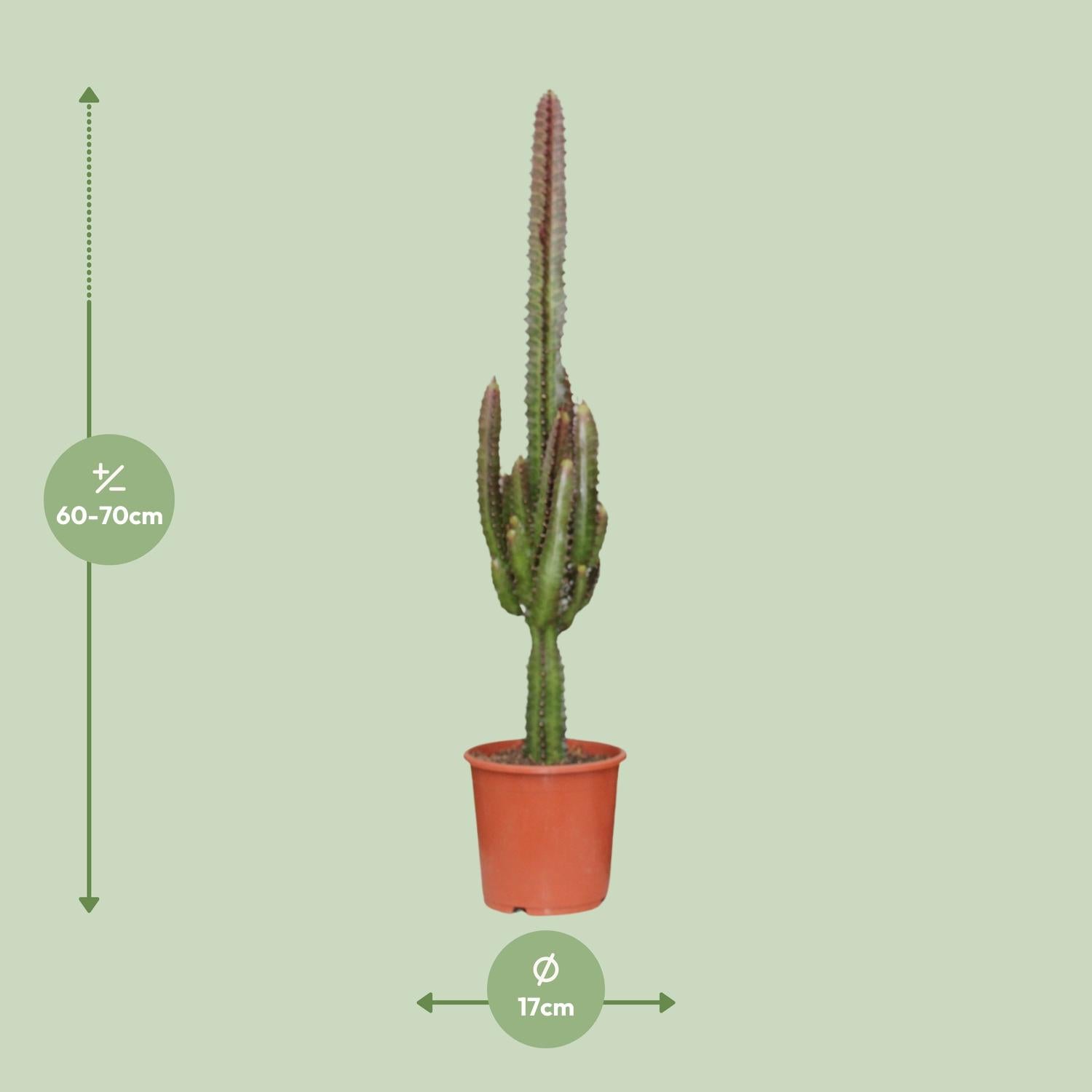 Euphorbia Trigona Rubra – Red African Milk Tree - 40-70 cm