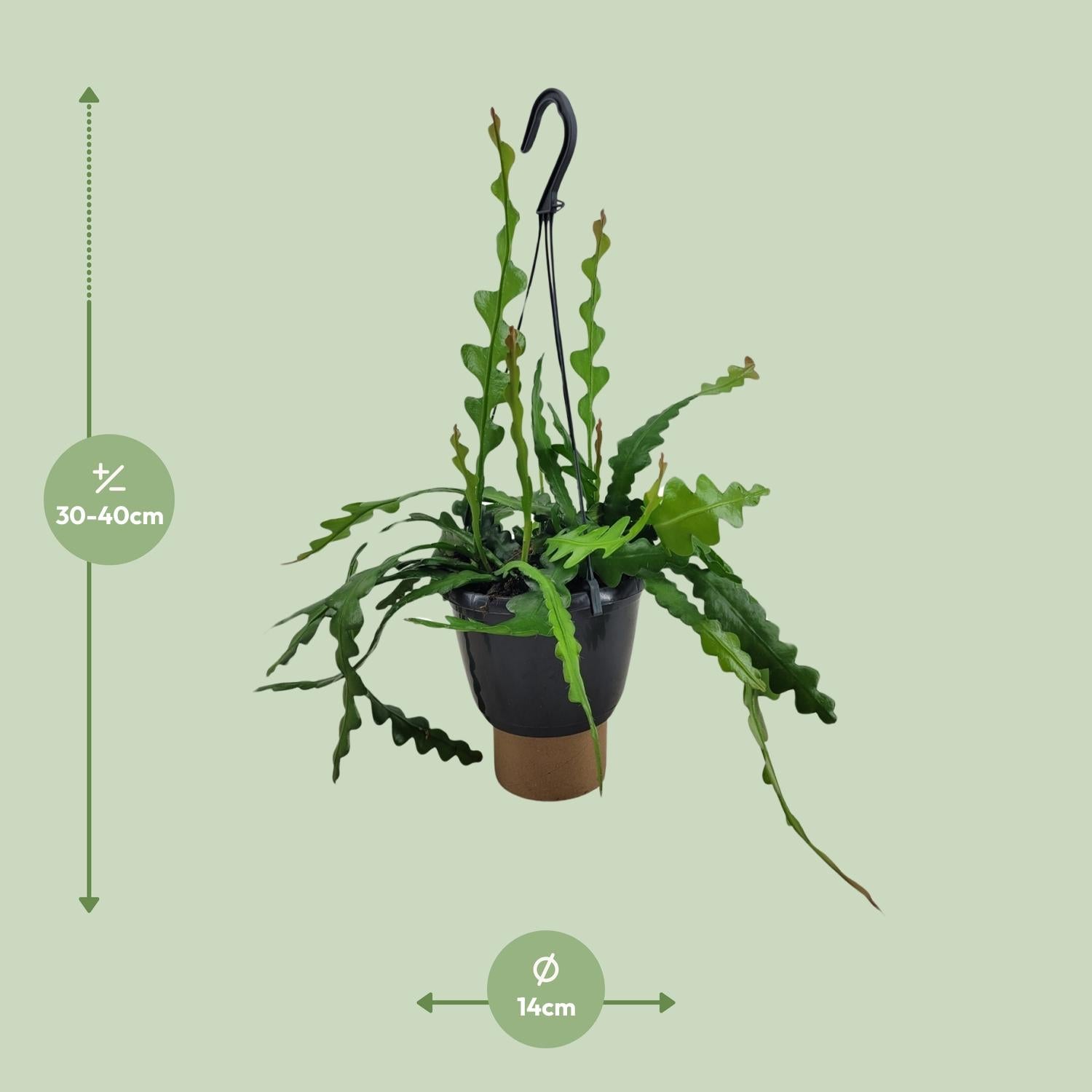 Epiphyllum Anguliger – kaktus cikcak - květináč 14-17 cm, výška 35 cm