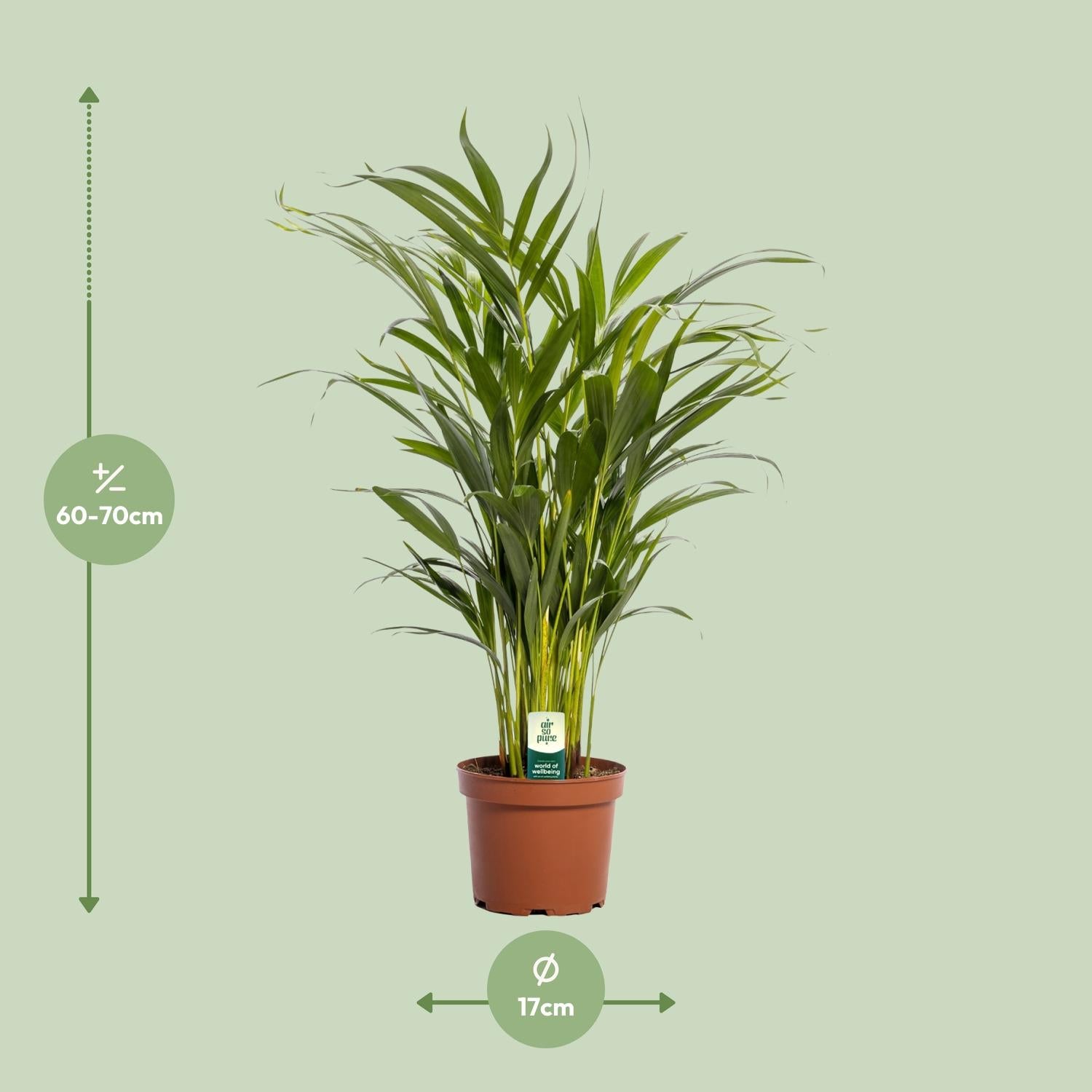 Dypsis Lutescens – Areca palmová - 40-125 cm