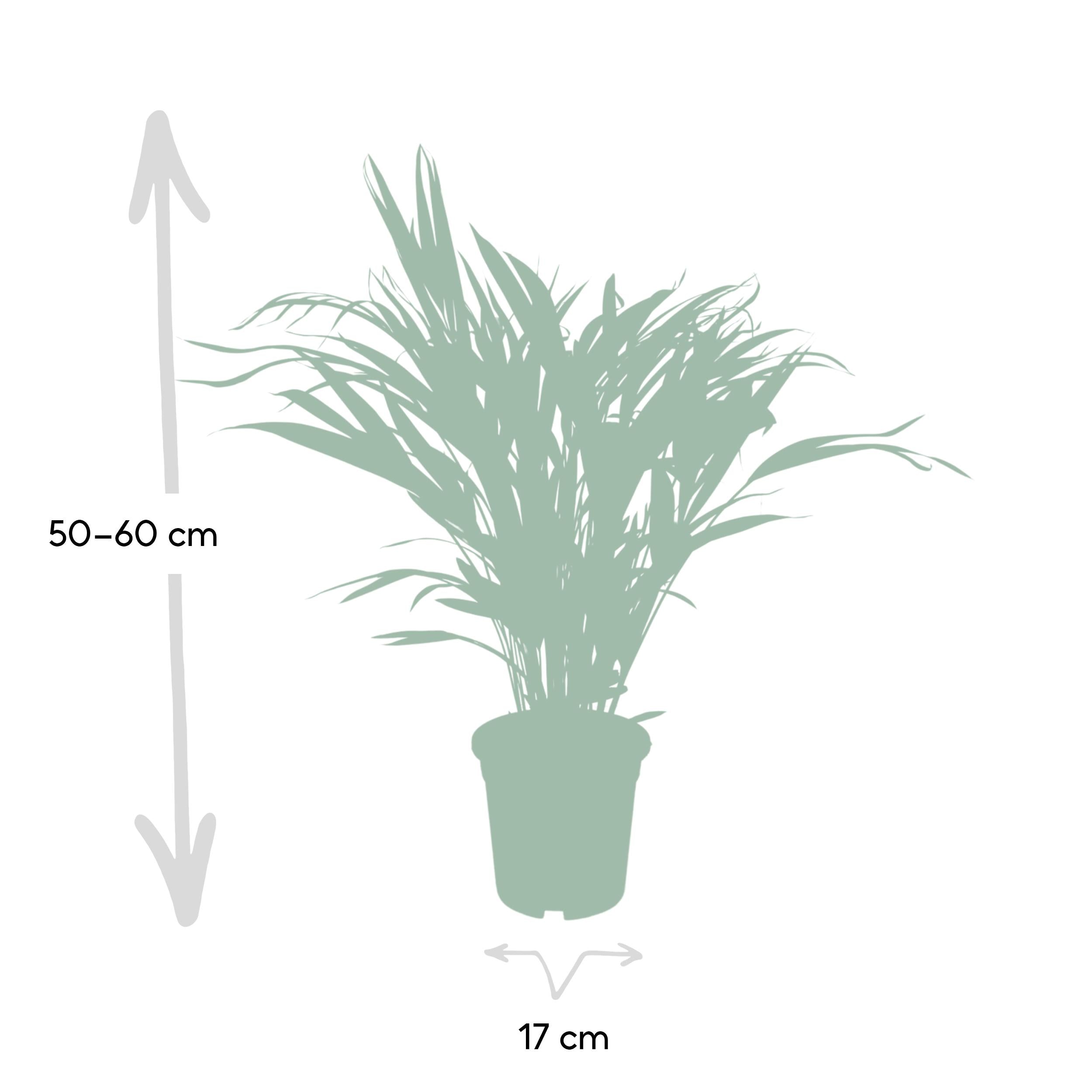 Dypsis Lutescens – Areca palmová - 40-125 cm