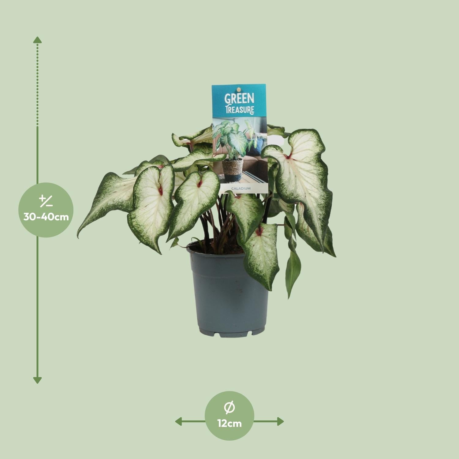 Kaládium – Andělská křídla - 12 cm - různé barvy