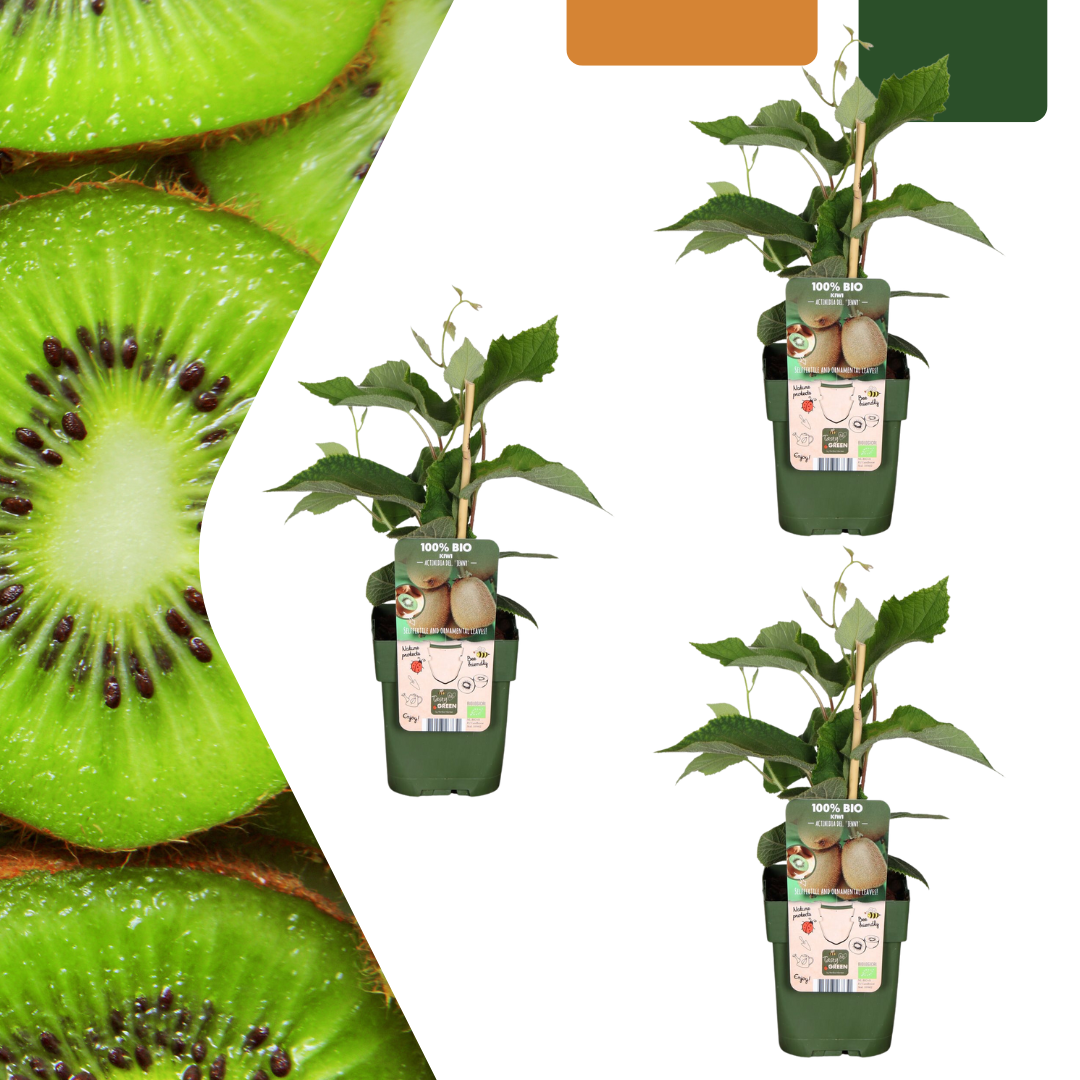 Bio-Kiwi – Jungpflanze im 13 cm Topf, ca. 20 cm hoch
