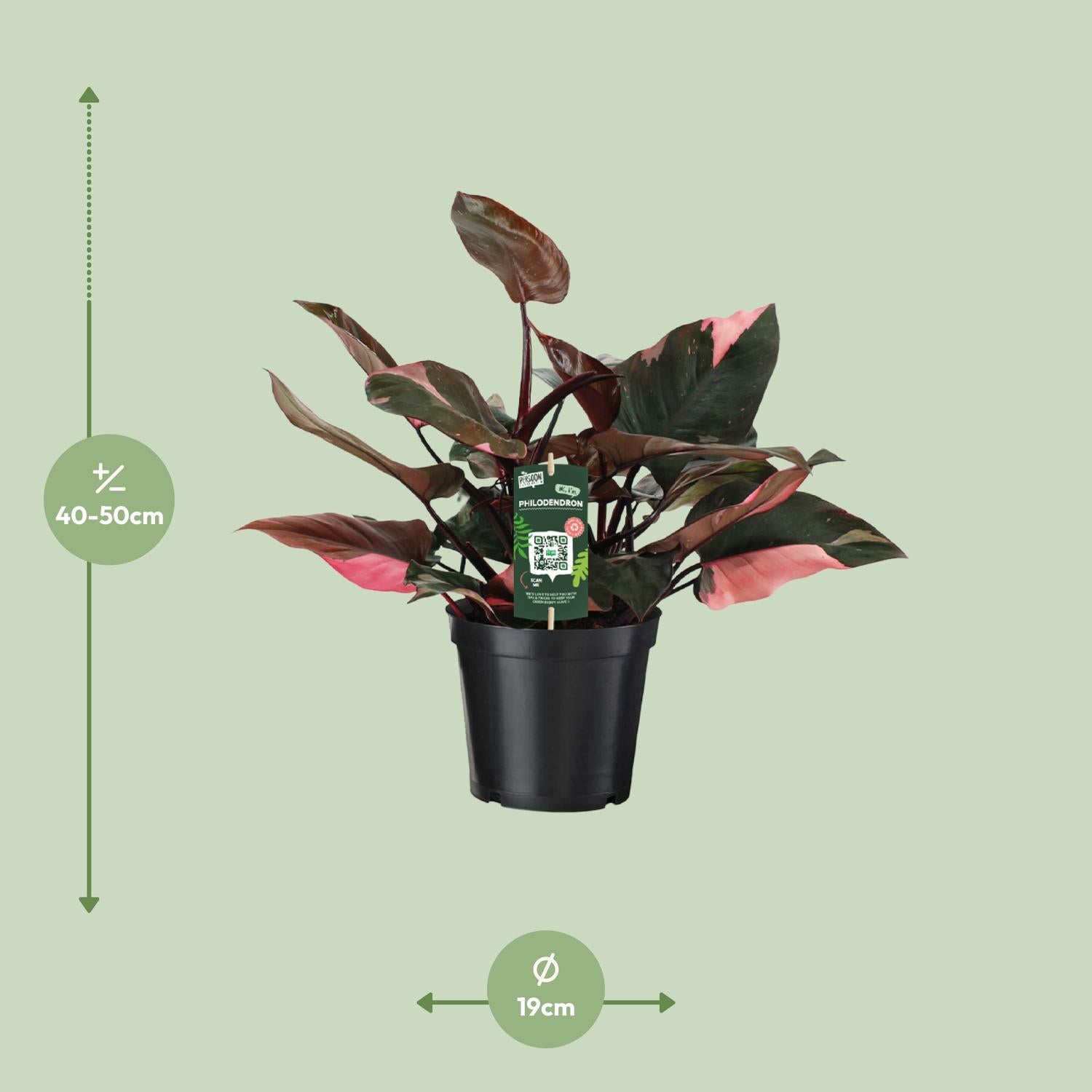 Philodendron Rosa Prinsessa – Rosa Philodendron - 35-50 cm