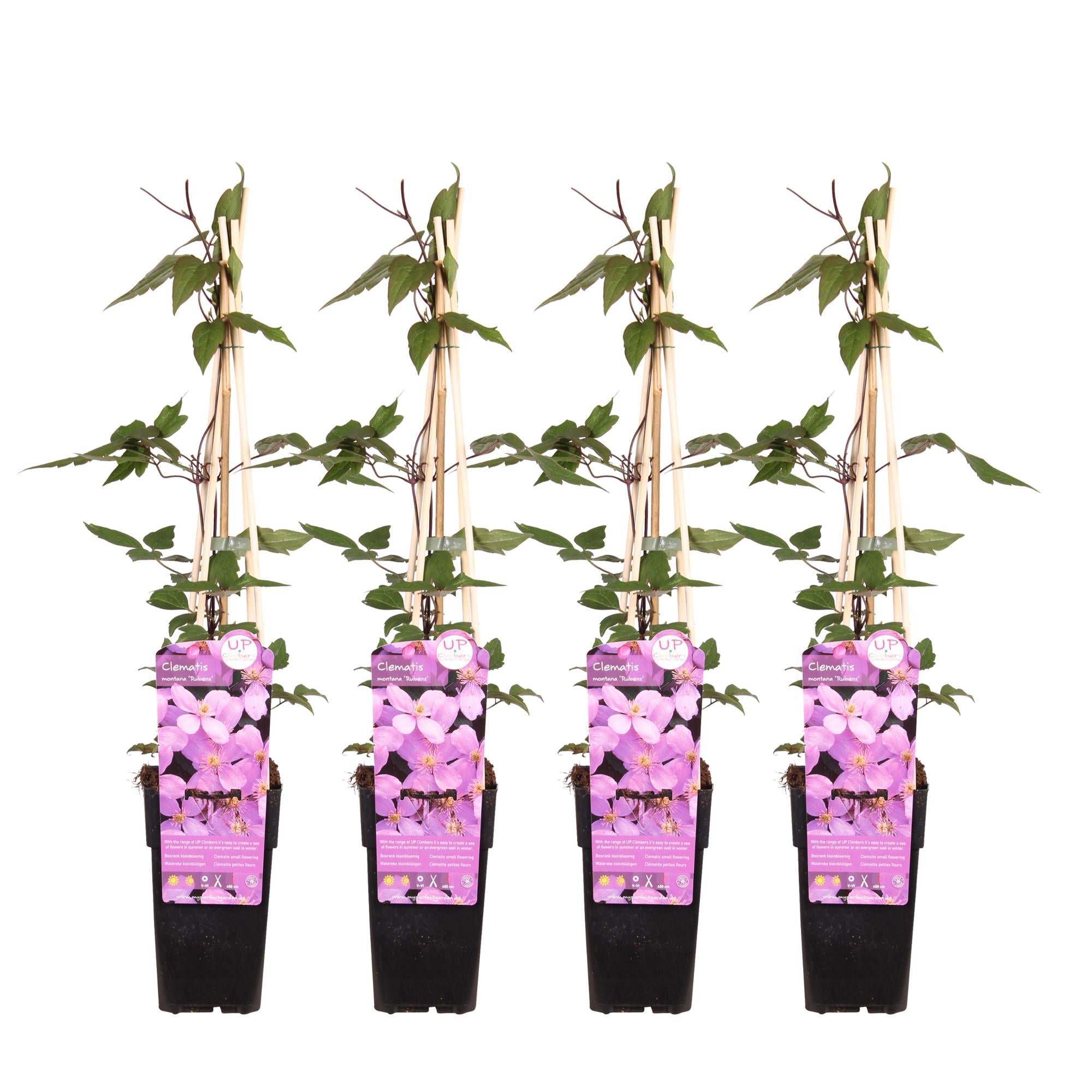 Clematis montana 'var. rubens' – robust, early-flowering climbing plant, 15 cm pot, 65 cm tall