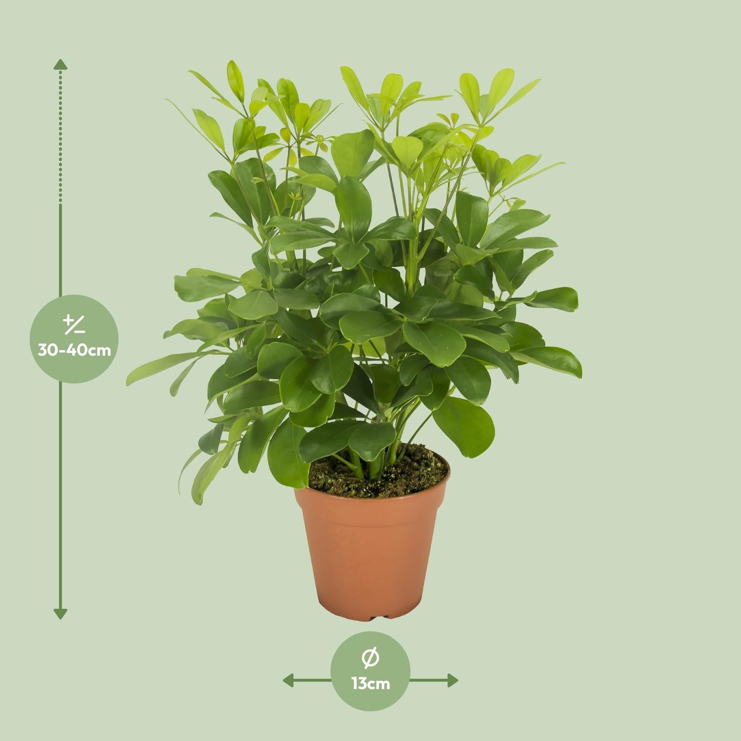 Schefflera Nora – Umbrella Tree - 35-45 cm
