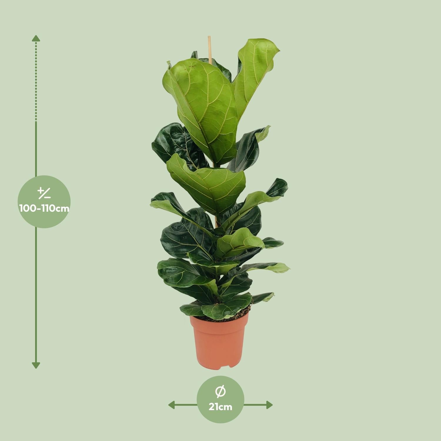 Ficus Lyrata – Fiddle-leaf Fig – 30-130 cm